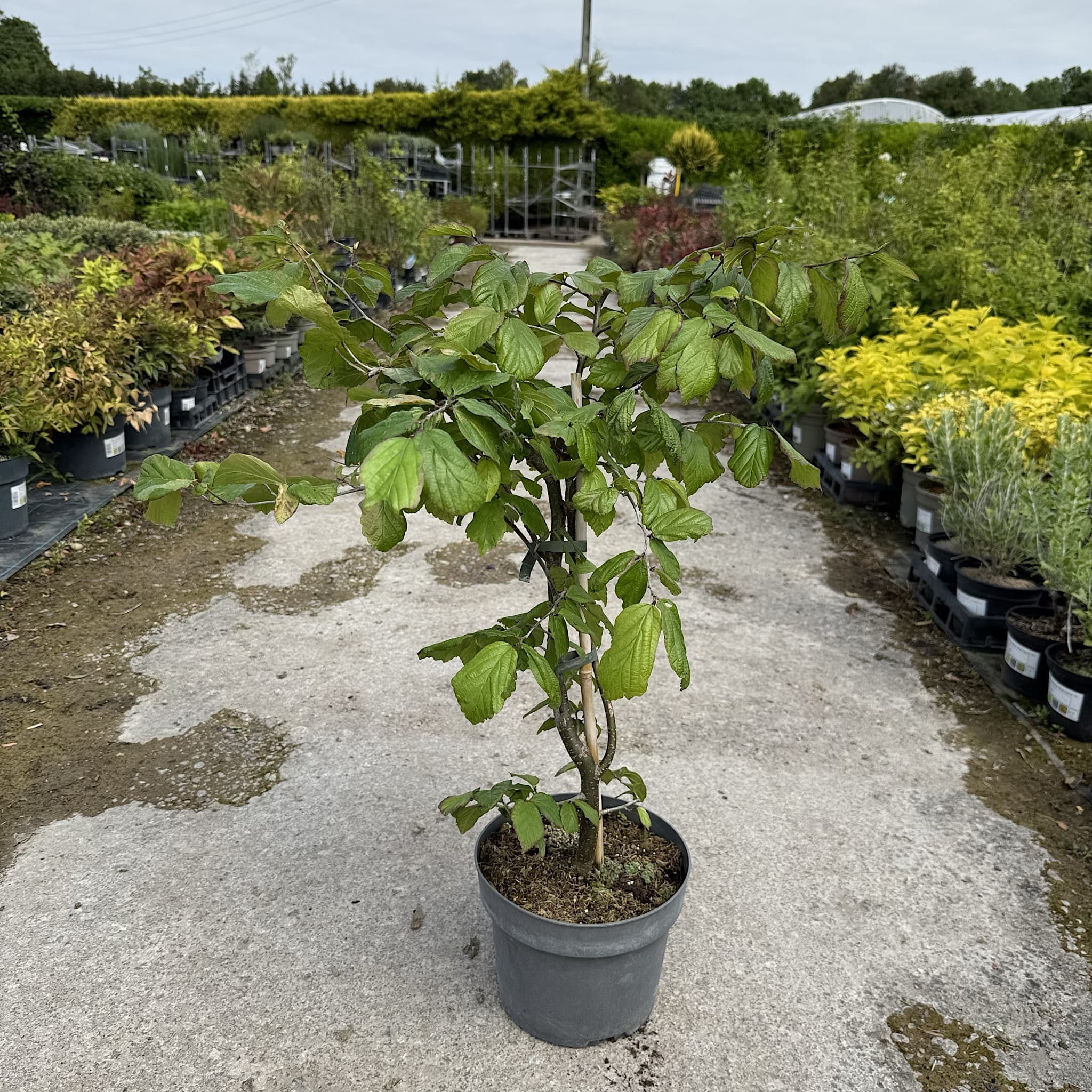 Parrotia persica