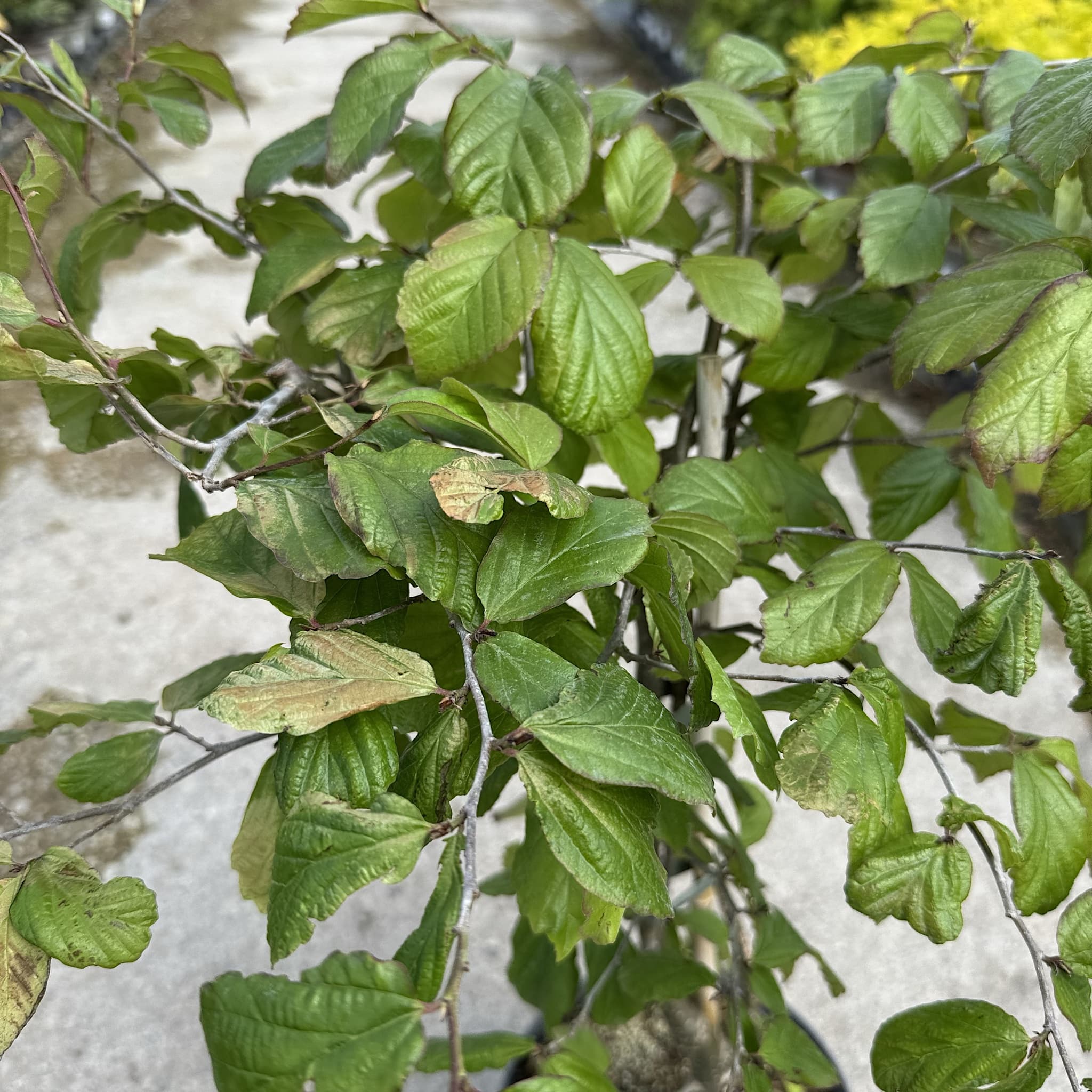 Parrotia persica