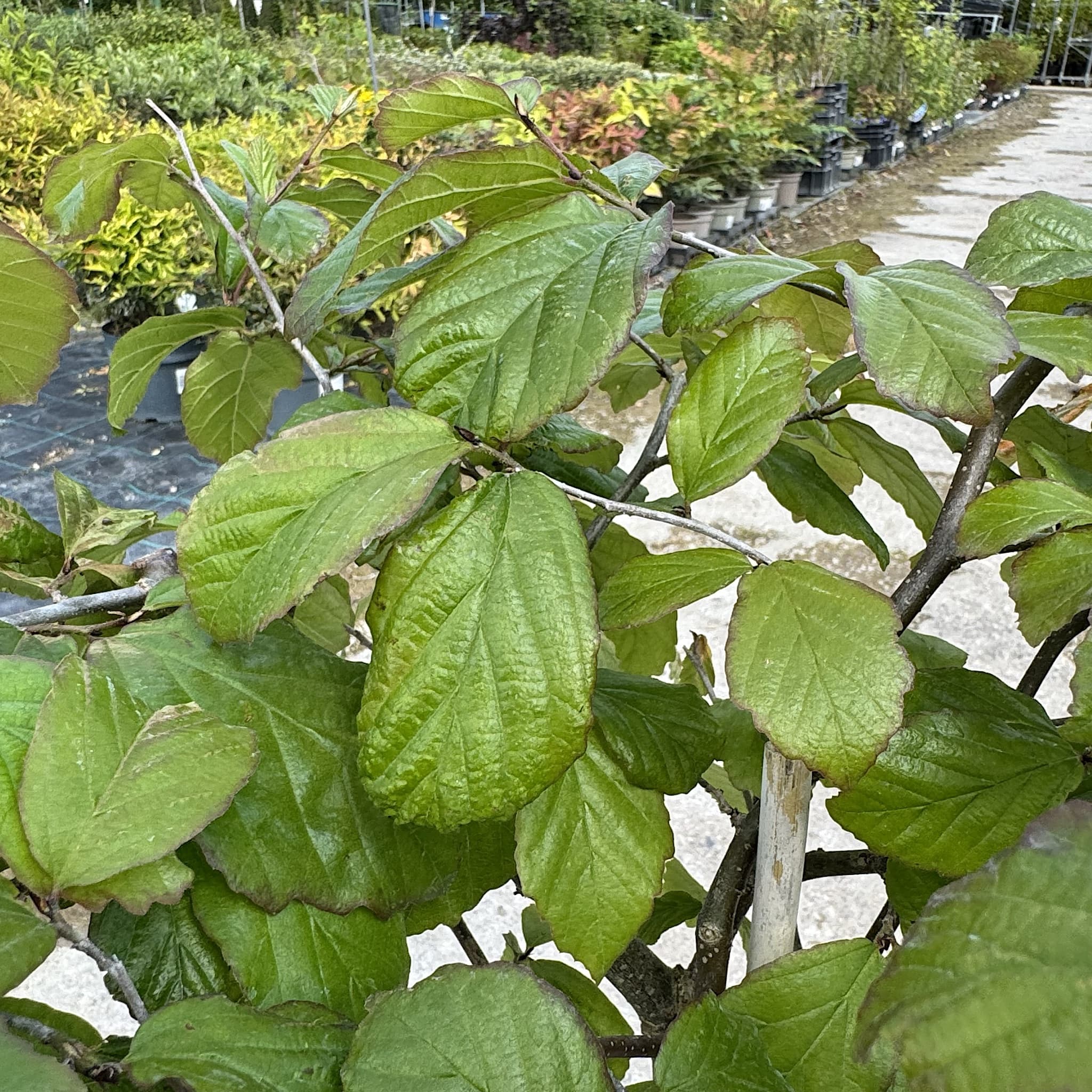 Parrotia persica