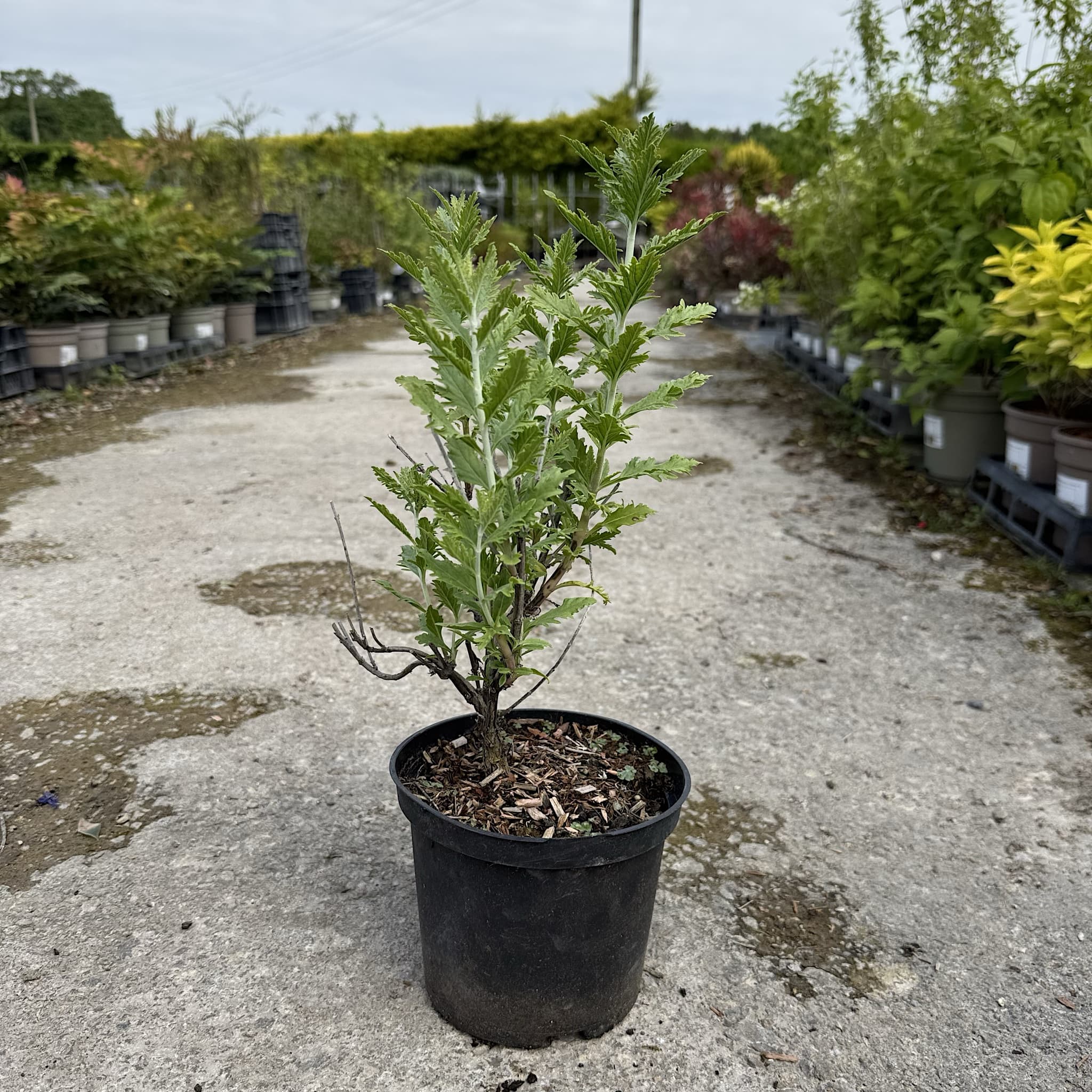 Perovskia 'Blue Spire'