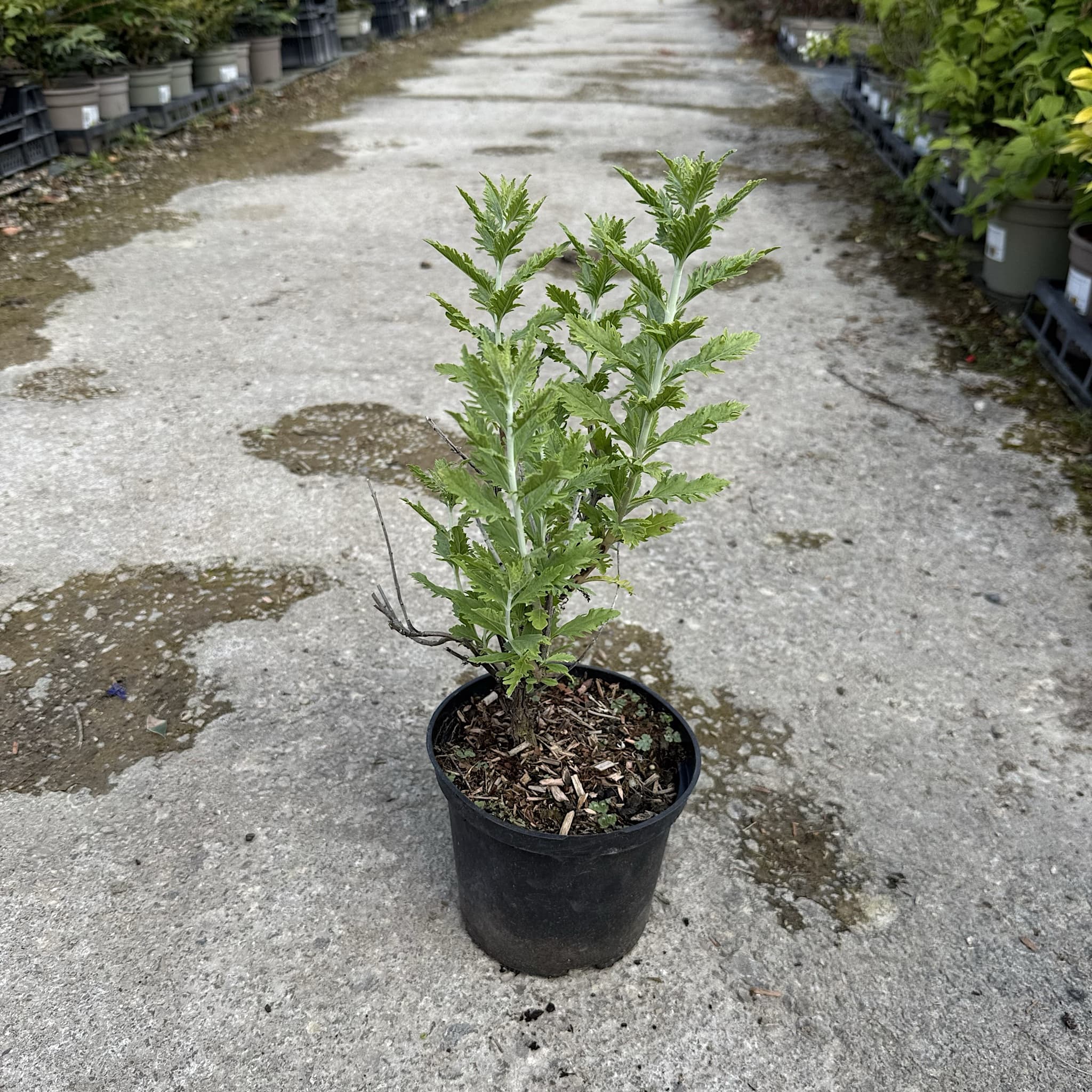 Perovskia 'Blue Spire'