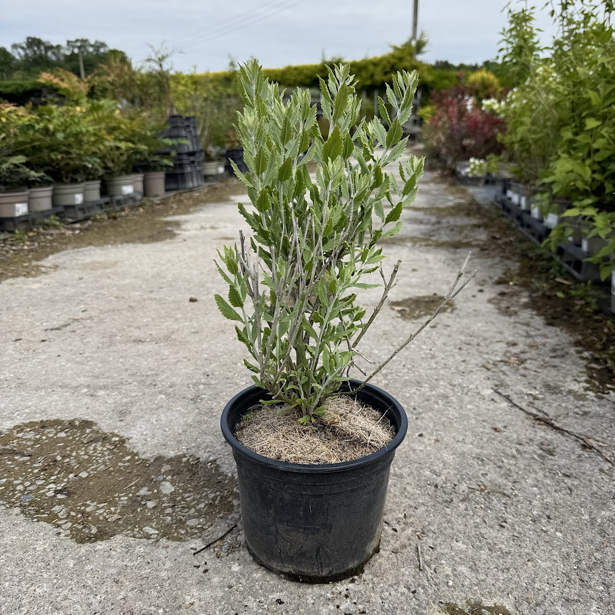 Perovskia atriplicifolia 'Little Spire'