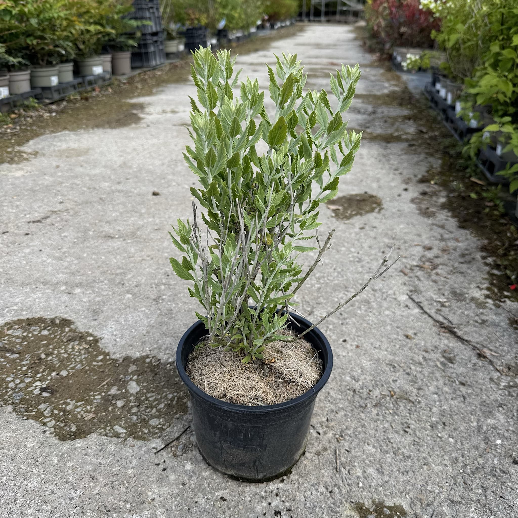 Perovskia atriplicifolia 'Little Spire'