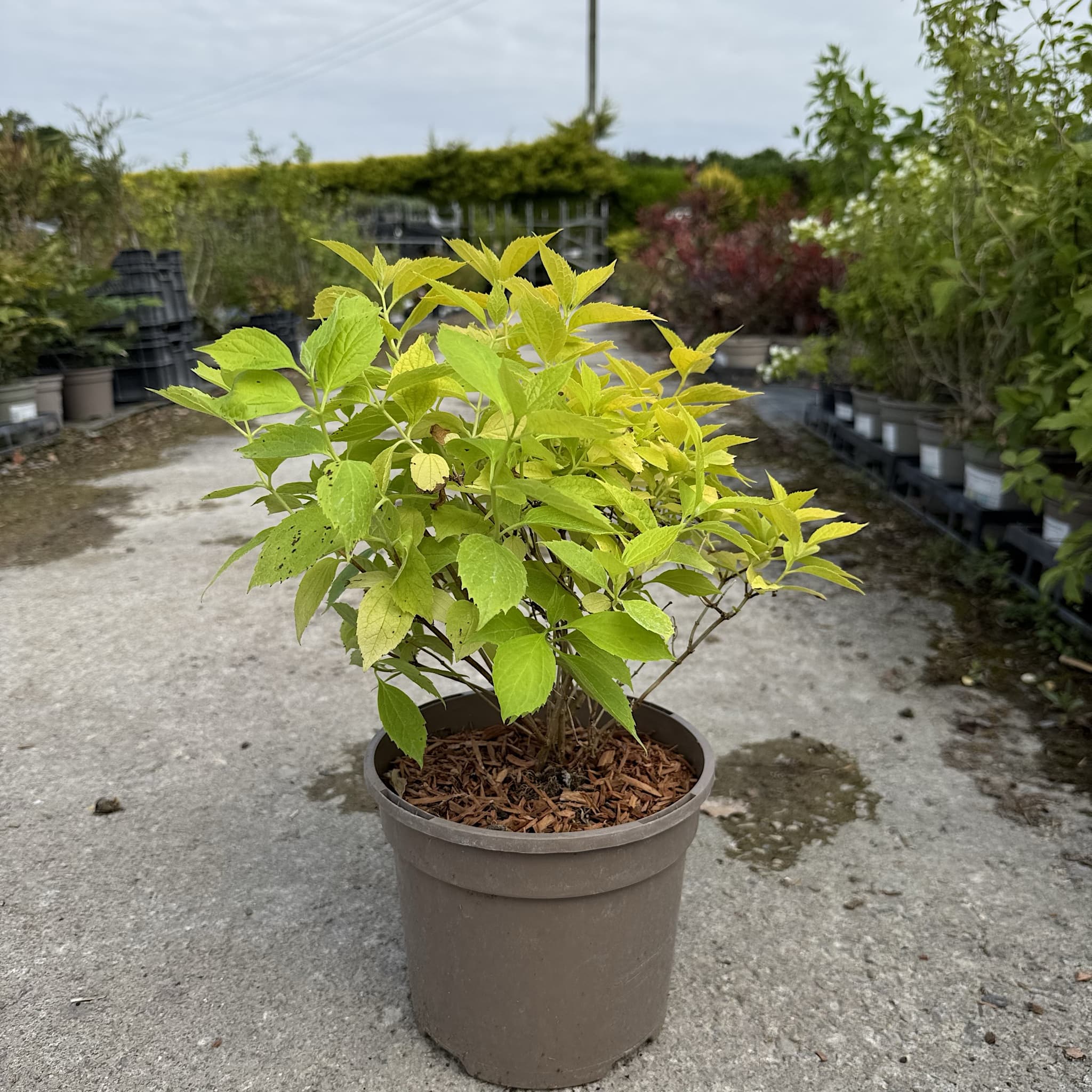 Philadelphus coronarius 'Aureus'