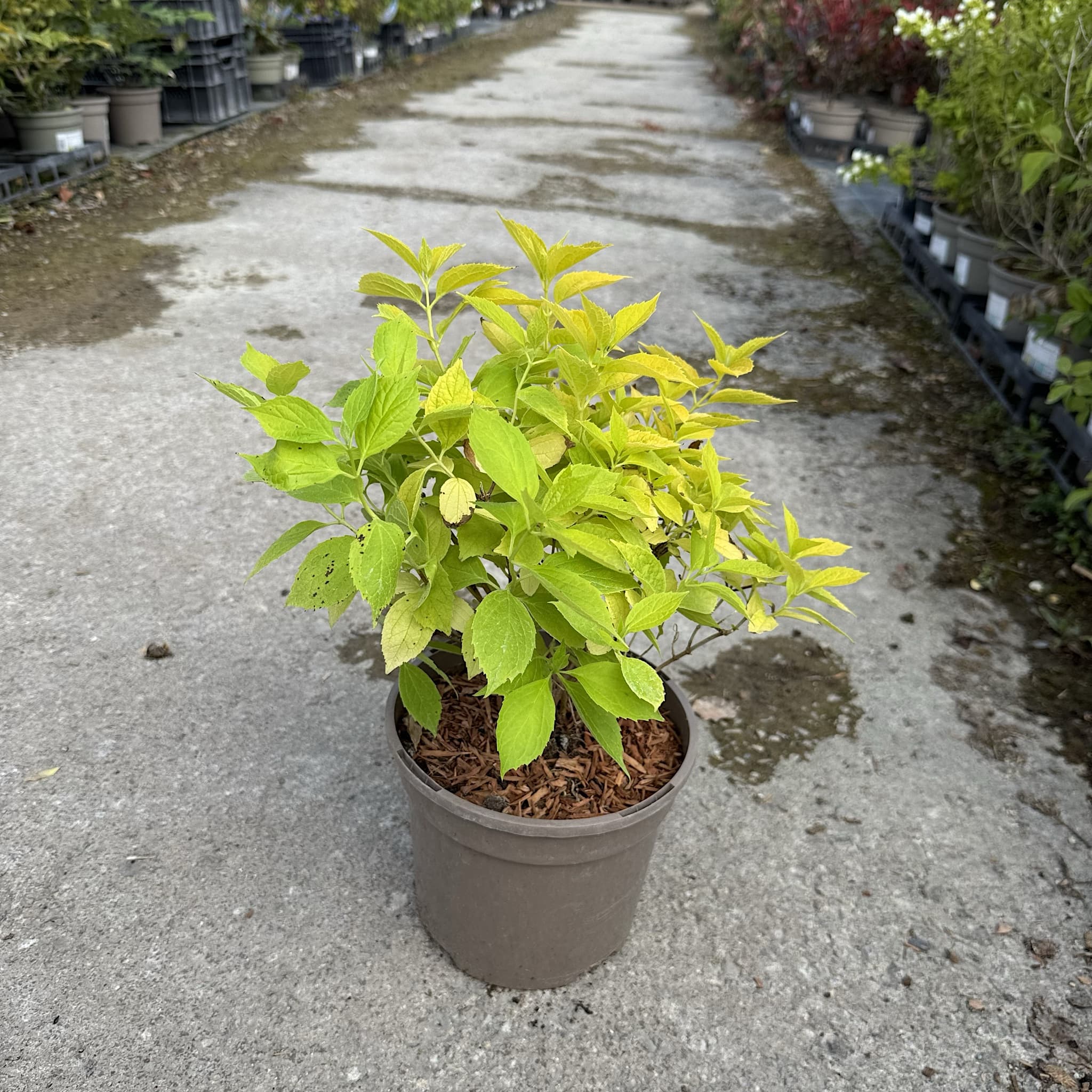 Philadelphus coronarius 'Aureus'