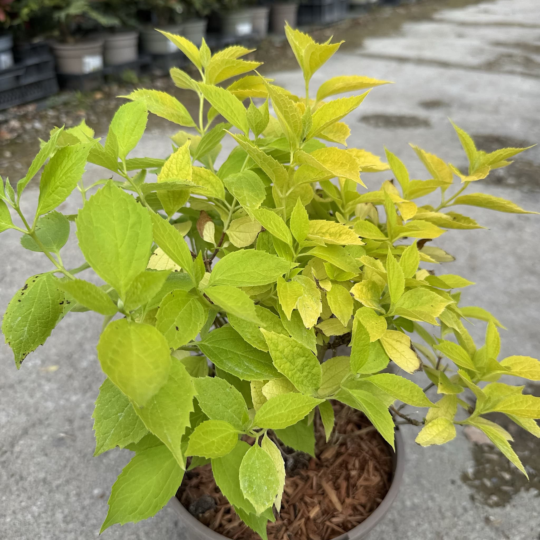 Philadelphus coronarius 'Aureus'