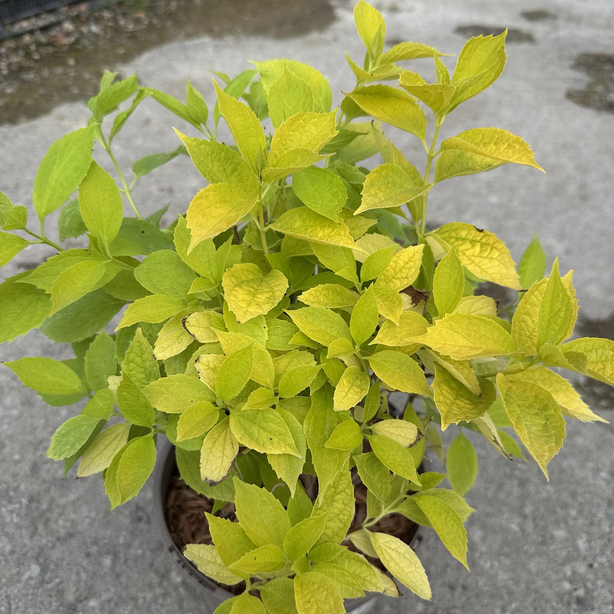 Philadelphus coronarius 'Aureus'
