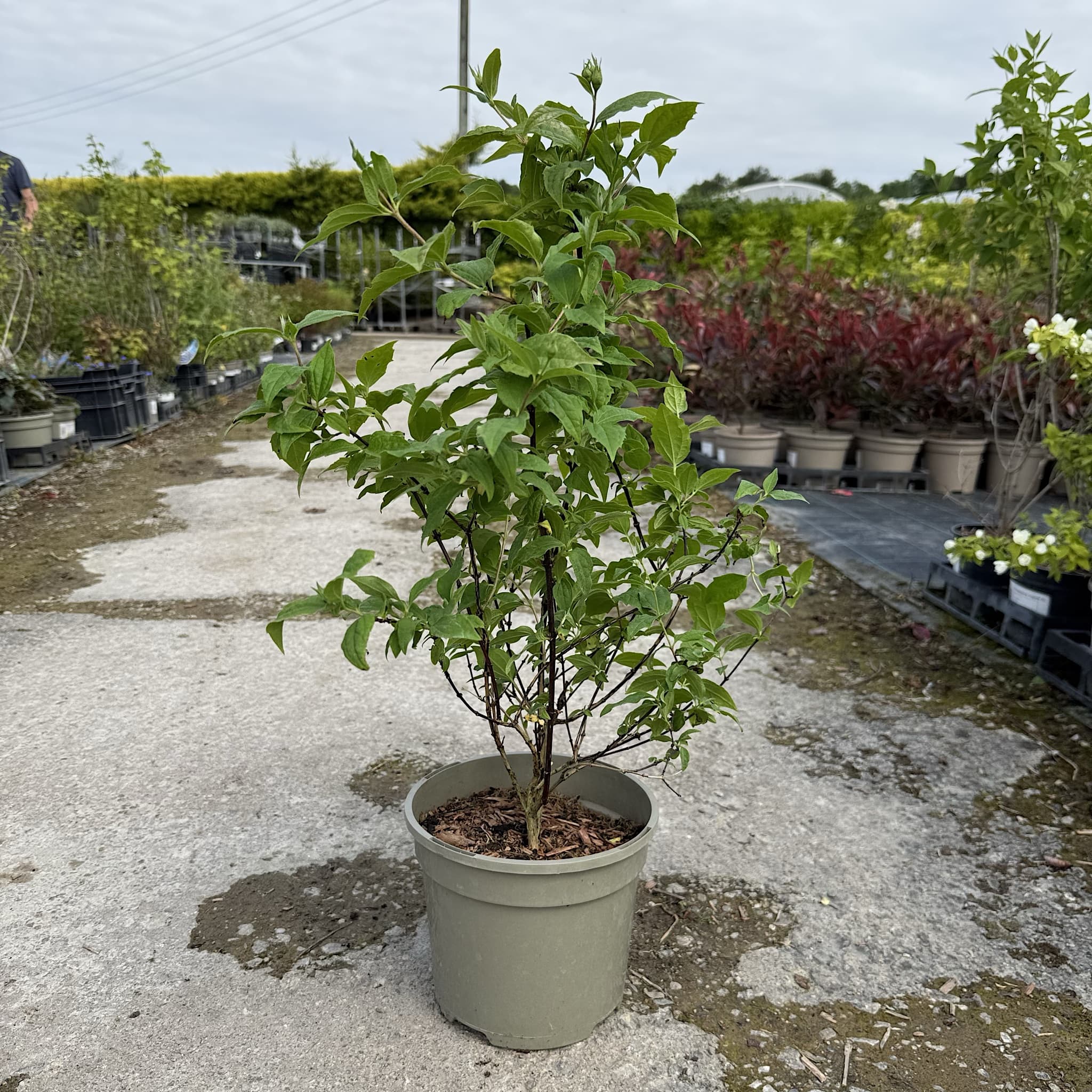 Philadelphus 'Belle Etoile'