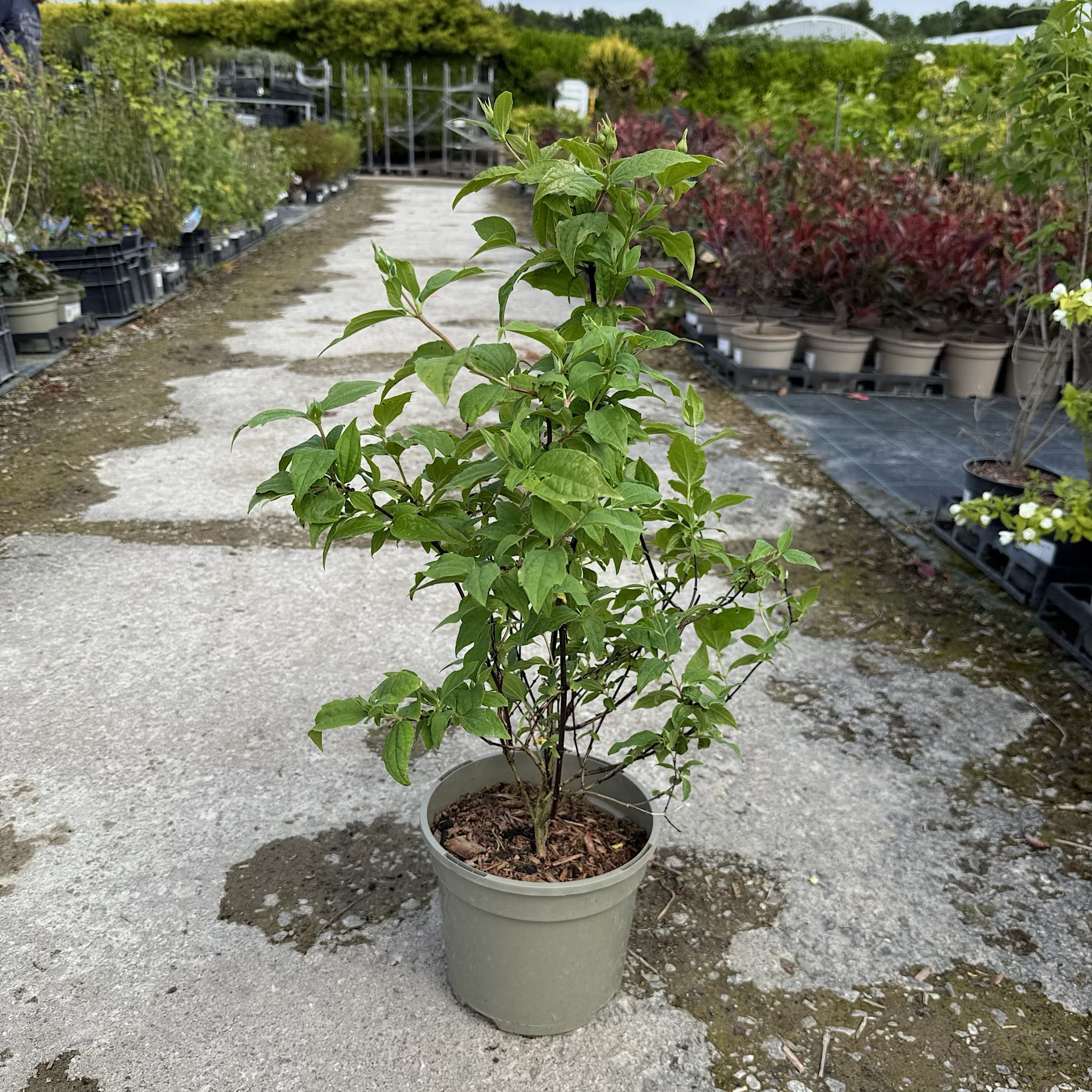 Philadelphus 'Belle Etoile'