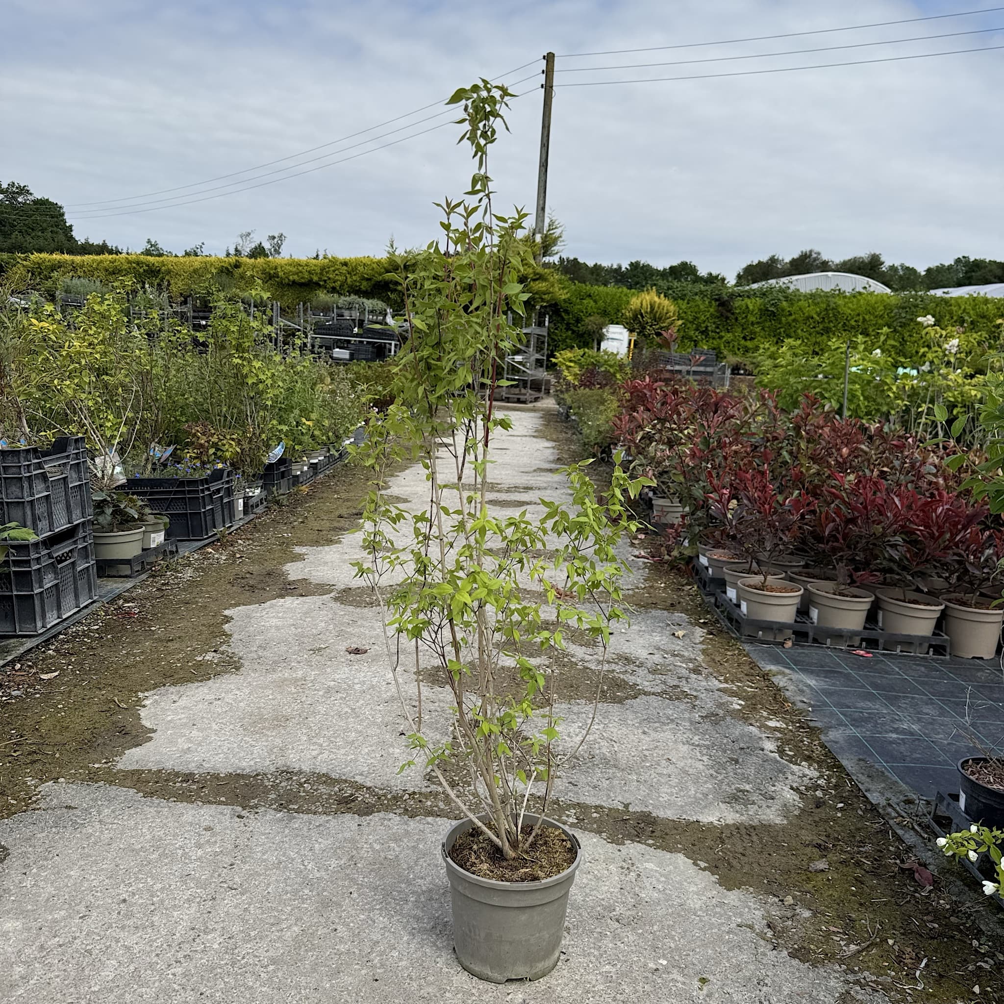 Philadelphus 'Lemoinei'