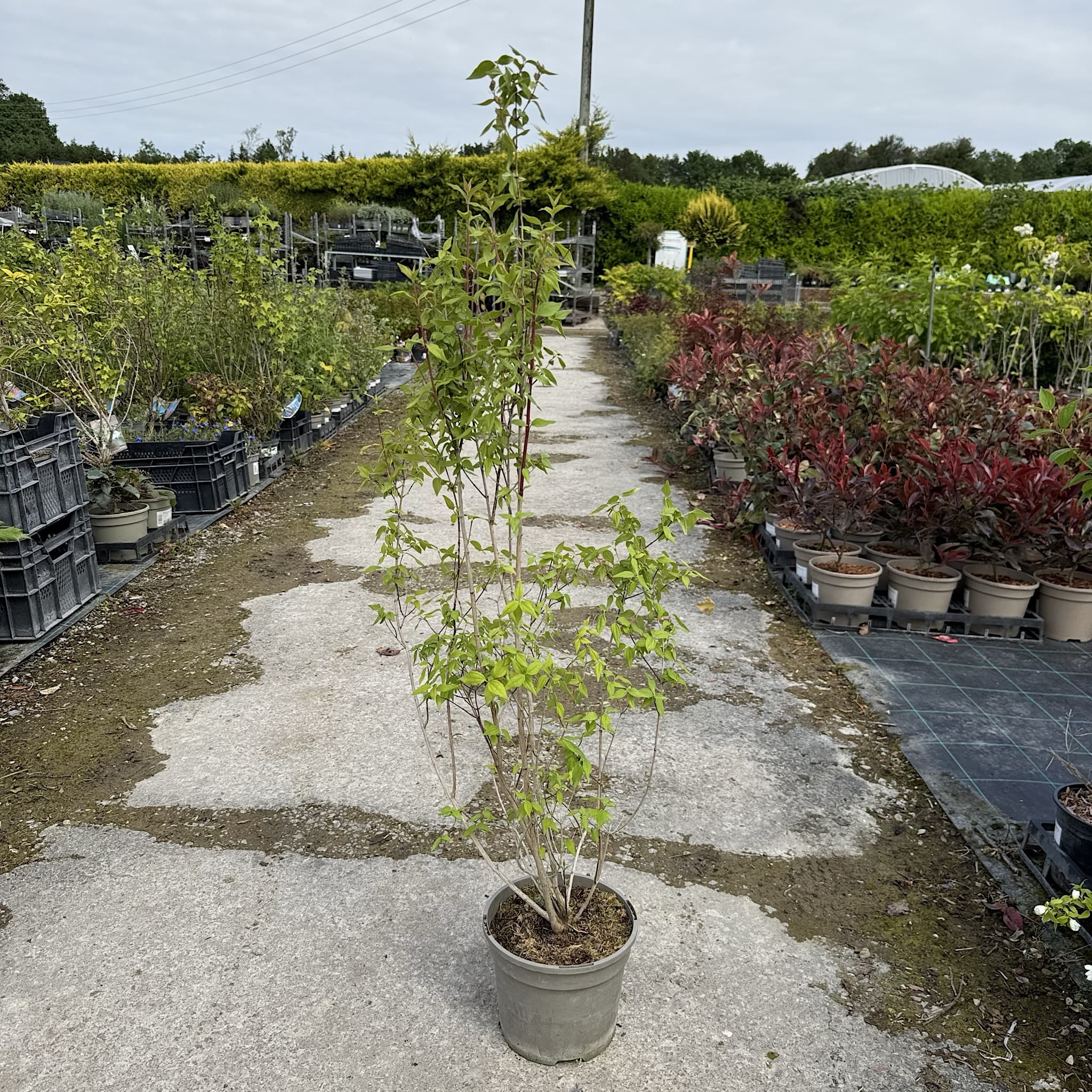 Philadelphus 'Lemoinei'