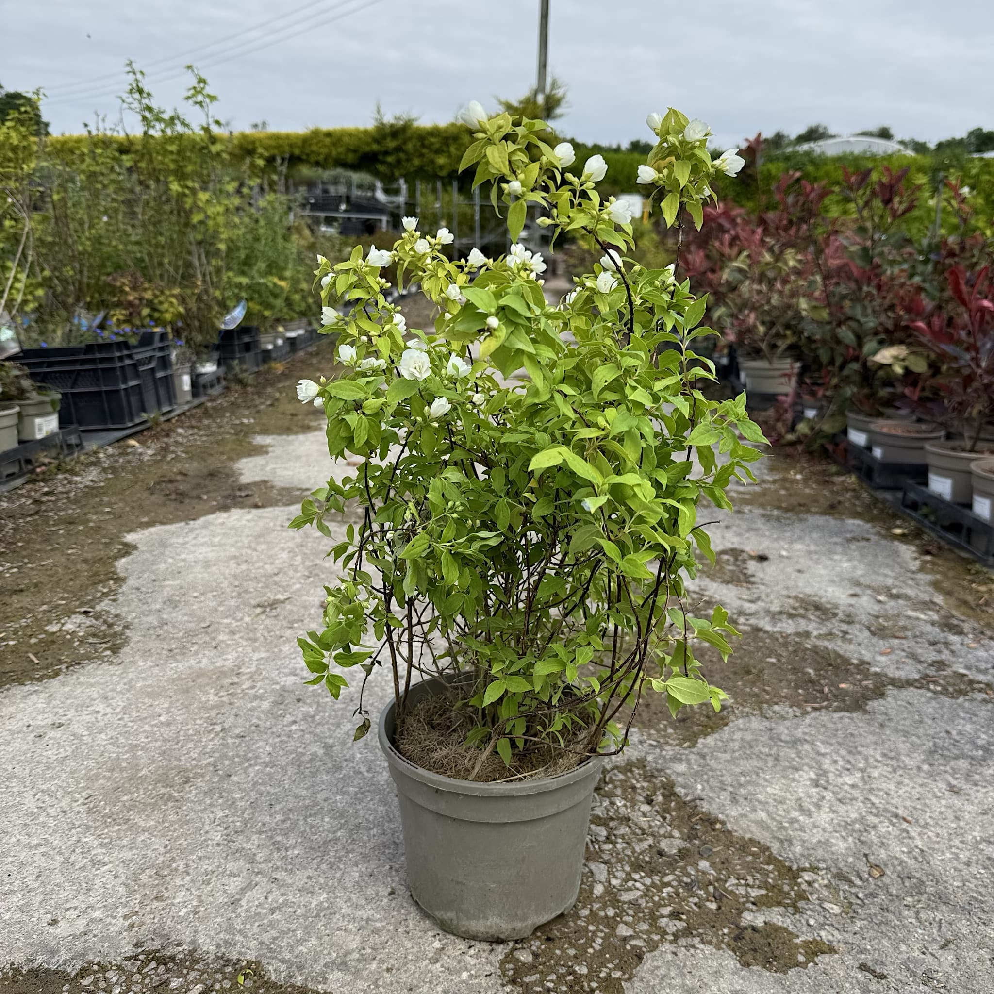 Philadelphus 'Manteau d'Hermine'