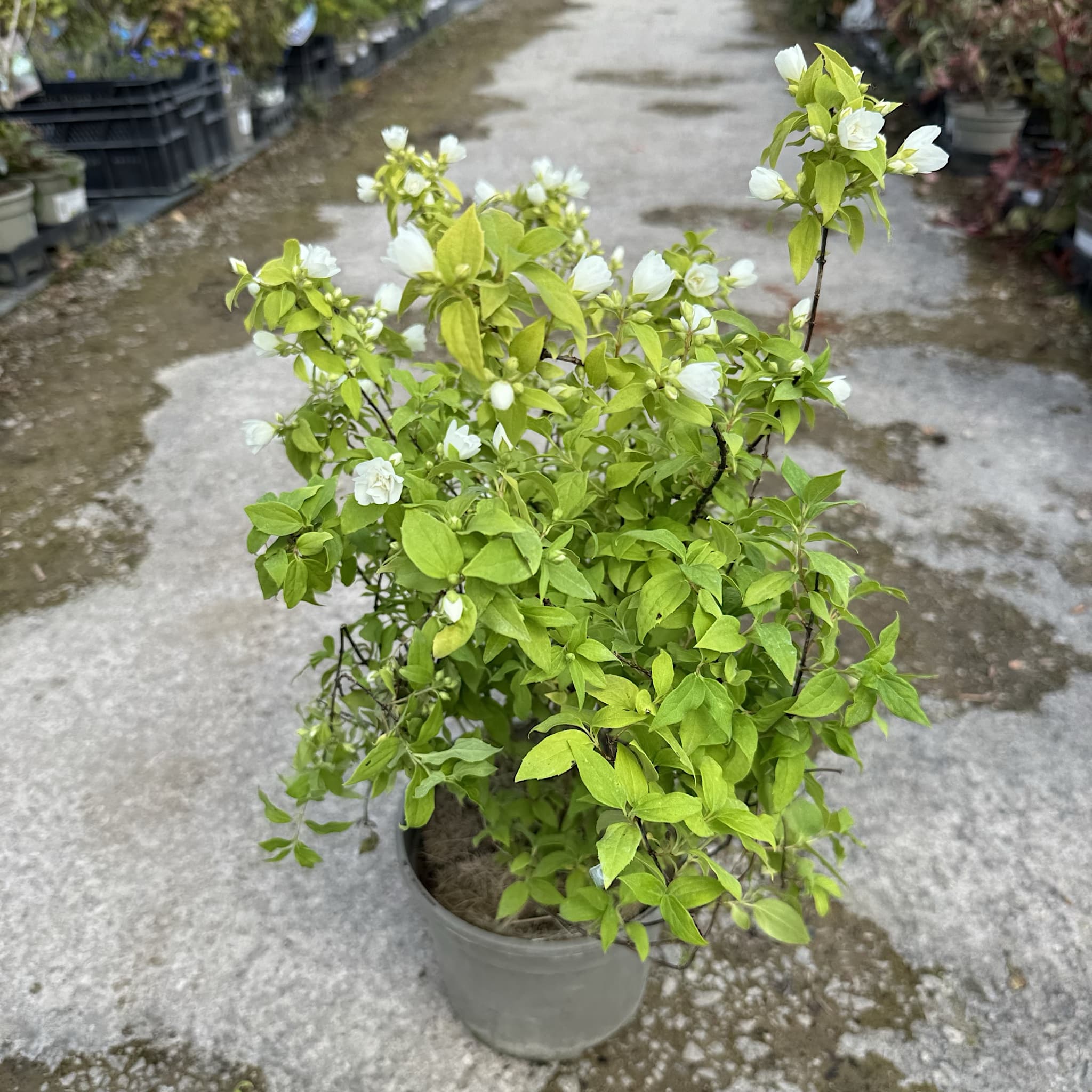 Philadelphus 'Manteau d'Hermine'