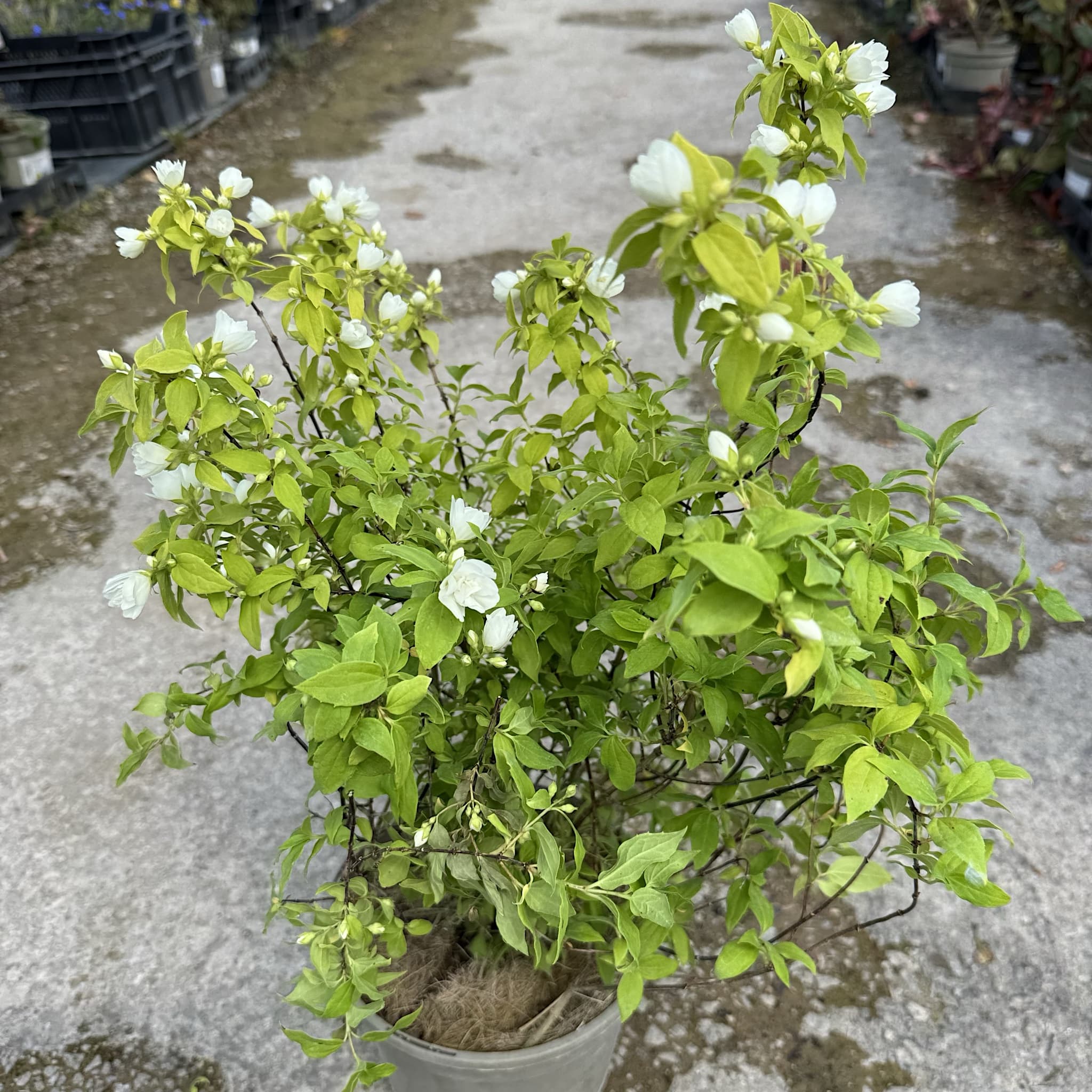 Philadelphus 'Manteau d'Hermine'