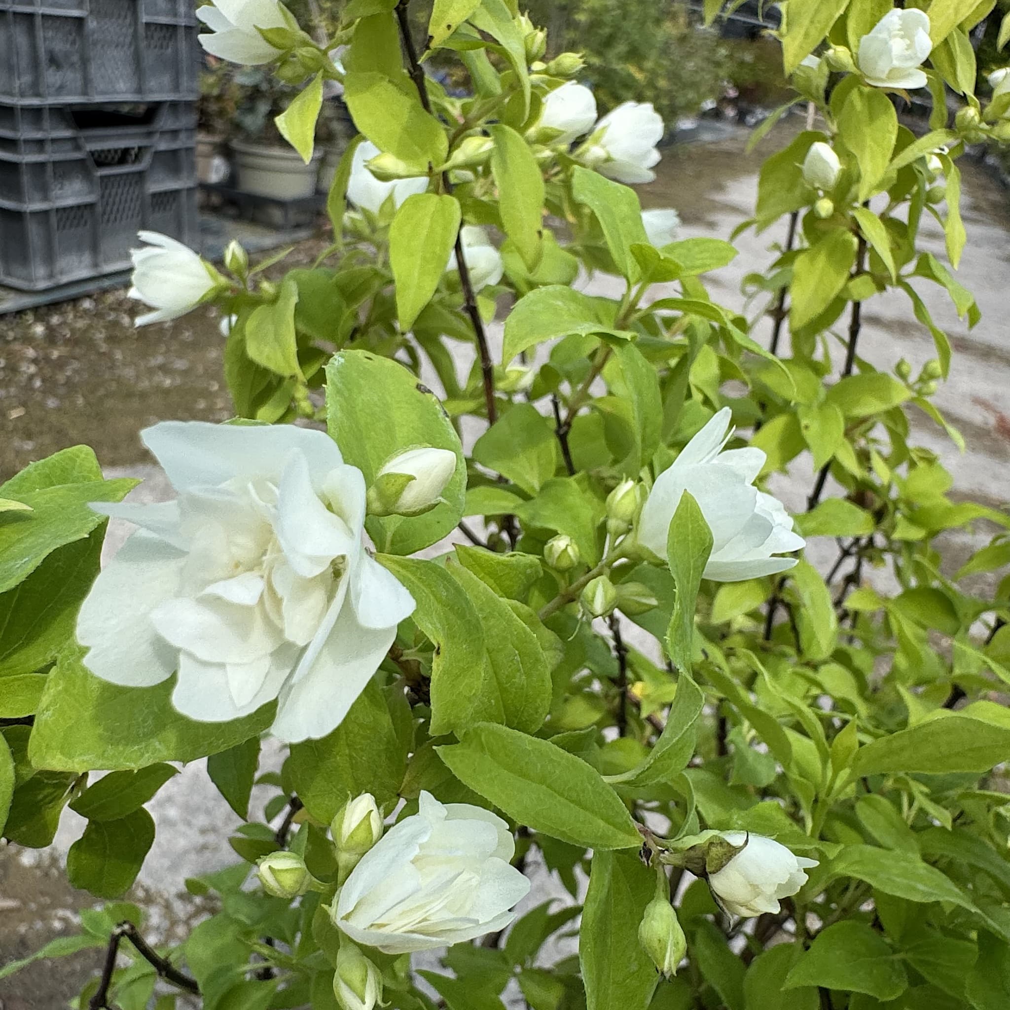 Philadelphus 'Manteau d'Hermine'