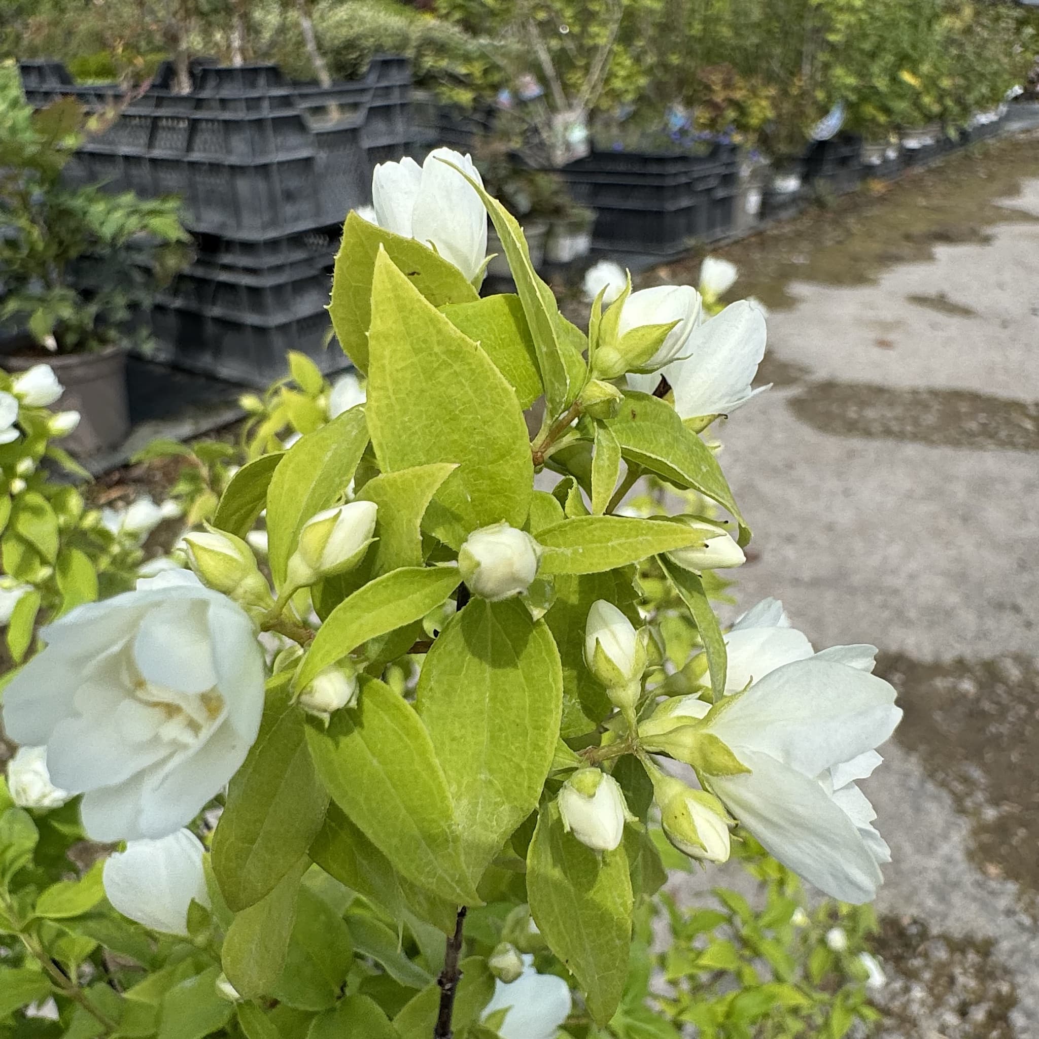 Philadelphus 'Manteau d'Hermine'