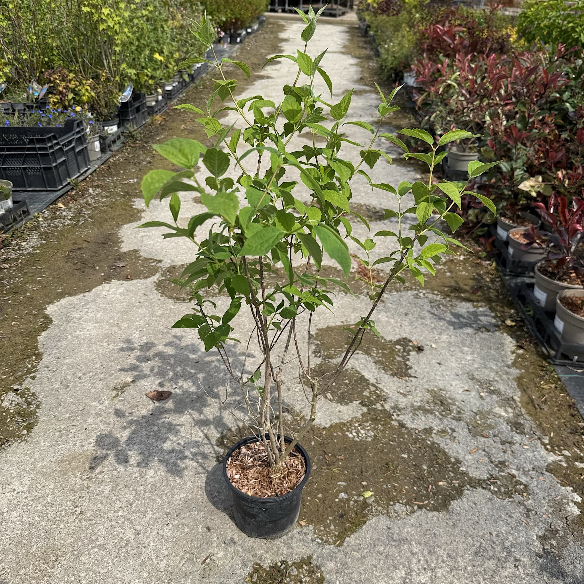 Philadelphus 'Virginal'
