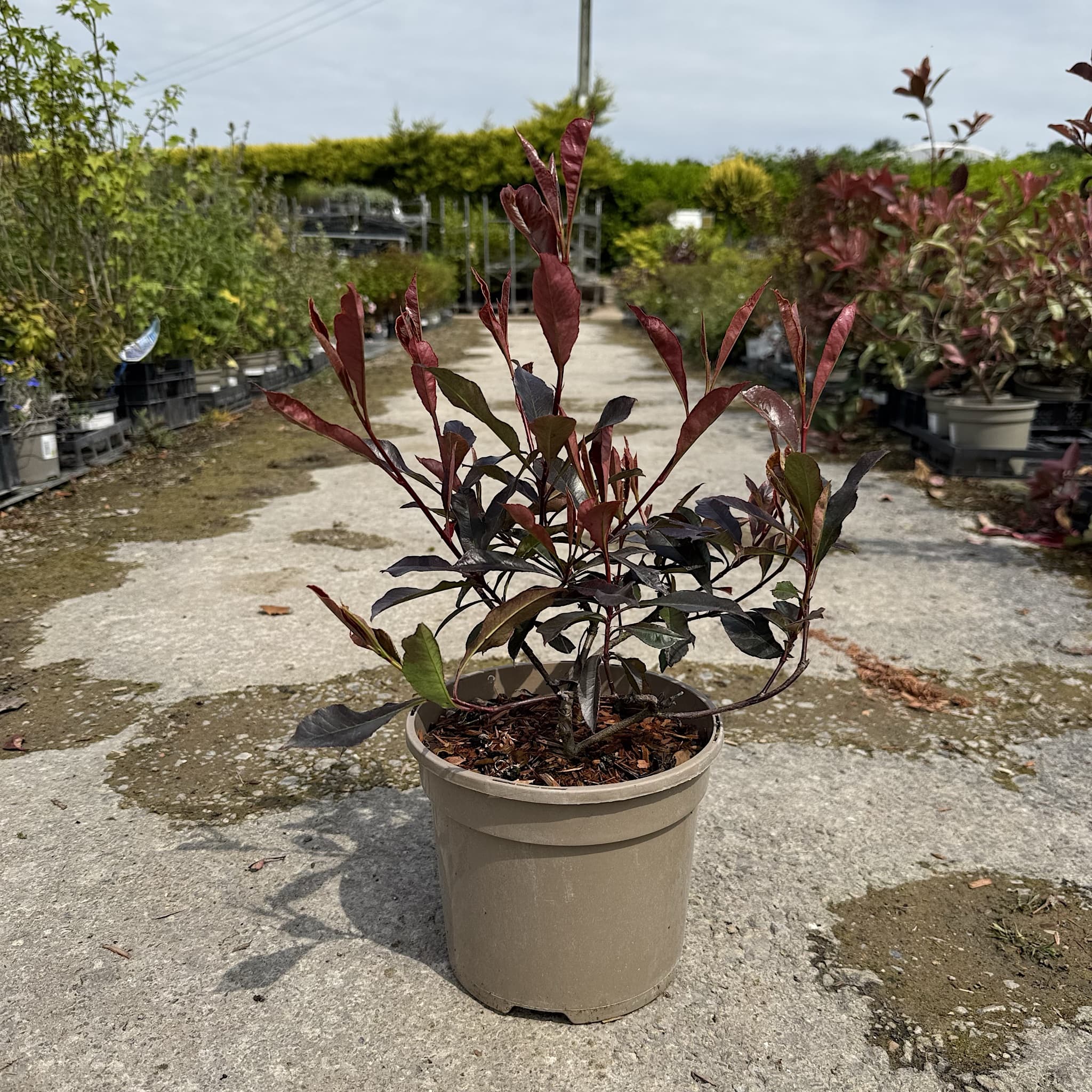 Photinia 'Blackberry Gem'