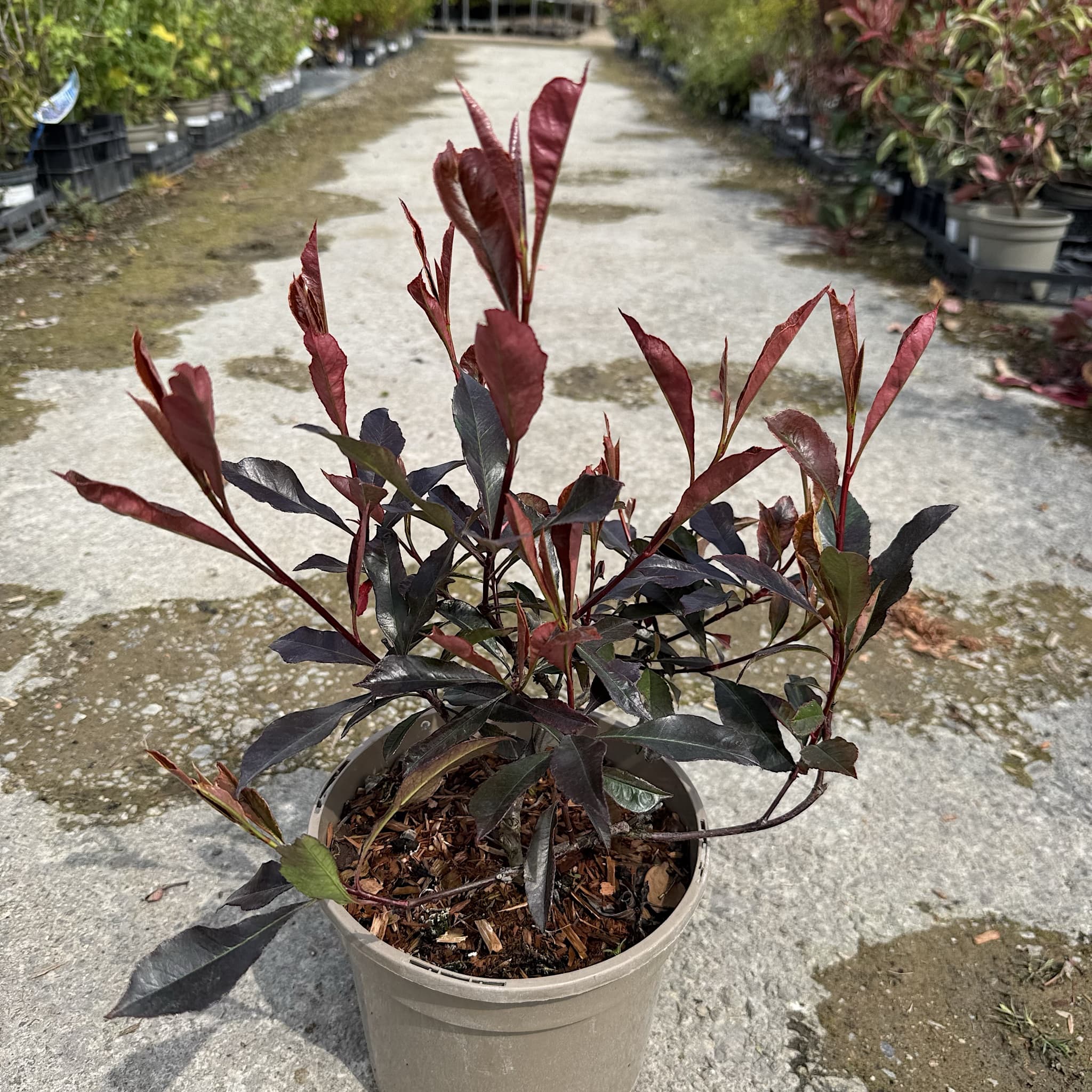 Photinia 'Blackberry Gem'
