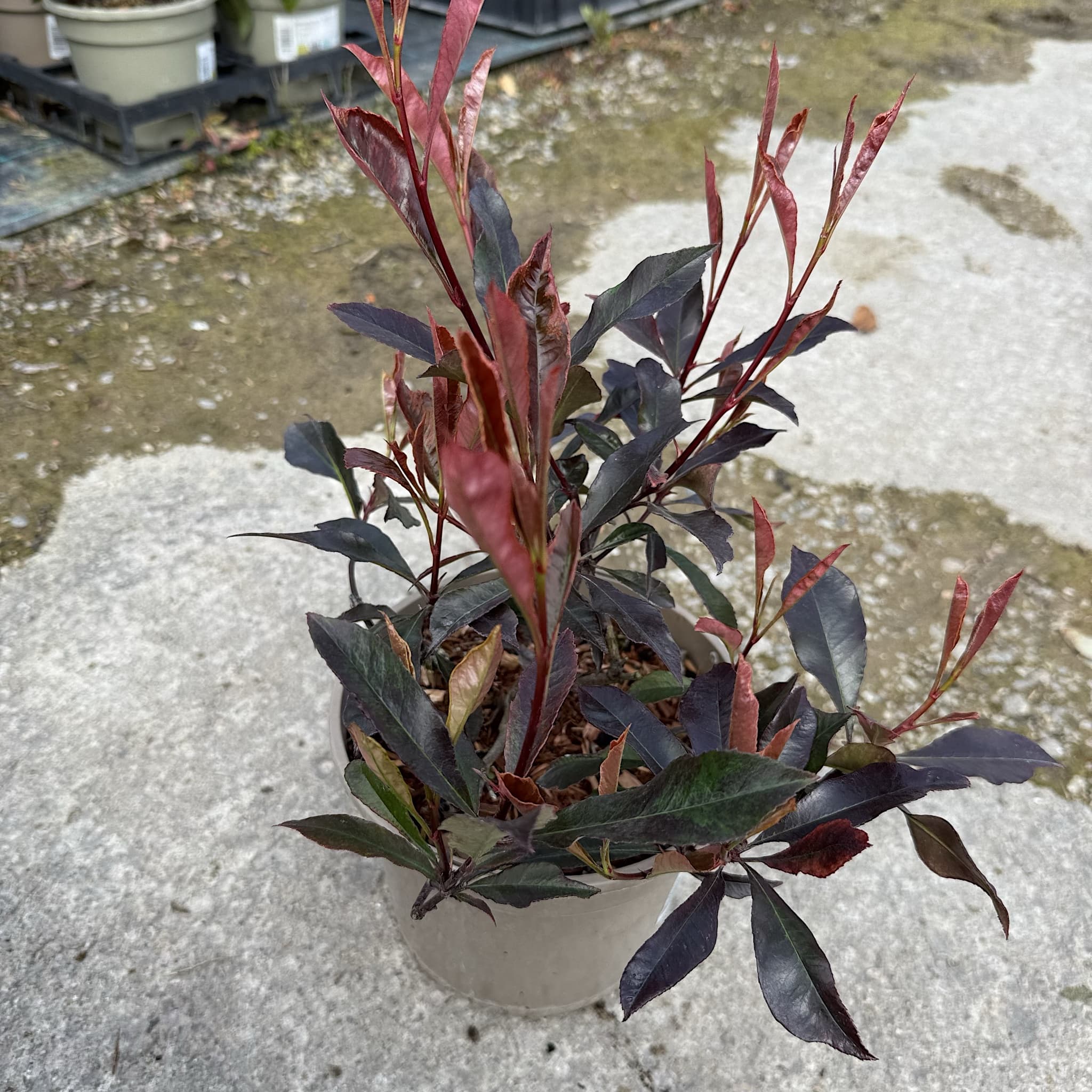 Photinia 'Blackberry Gem'