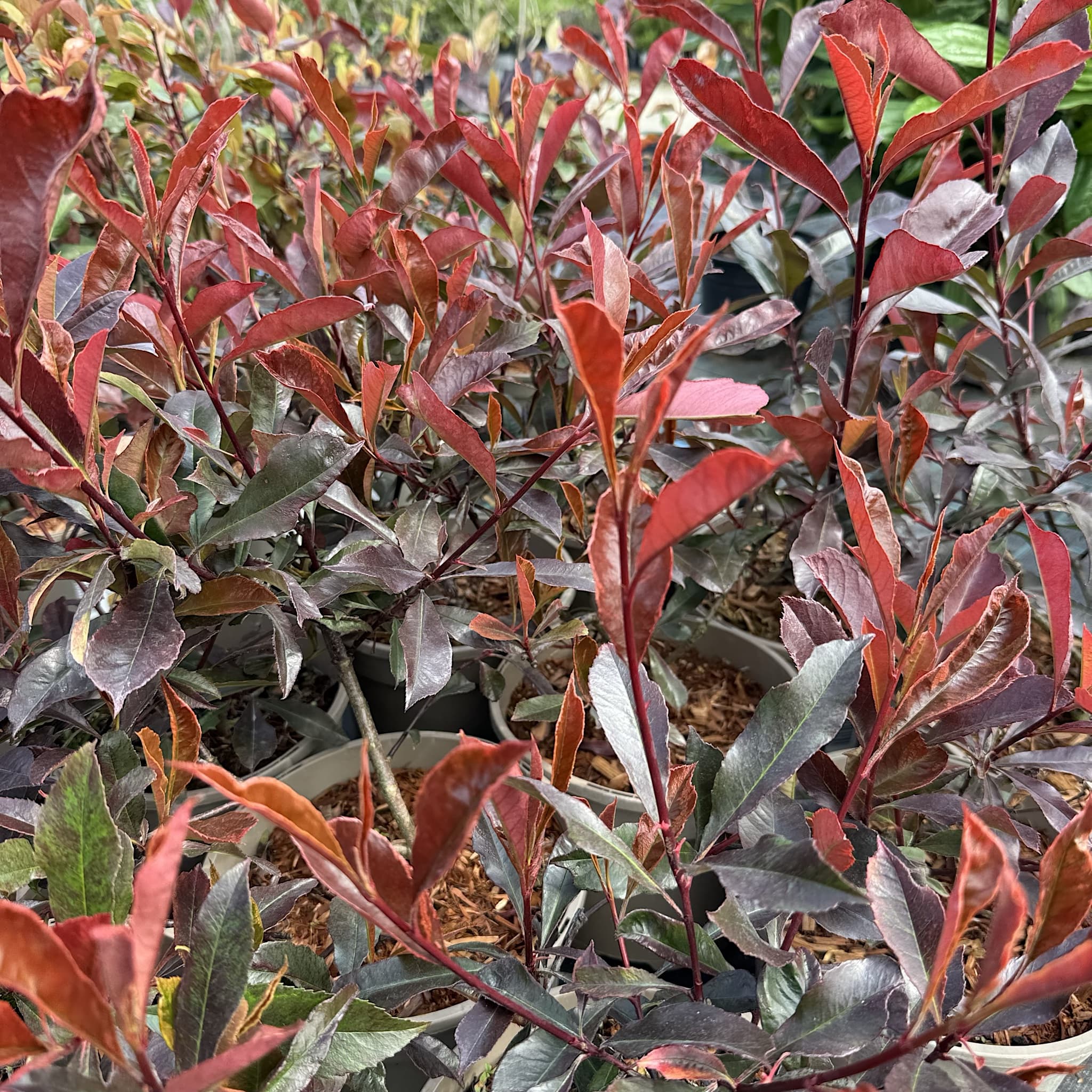 Photinia 'Blackberry Gem'