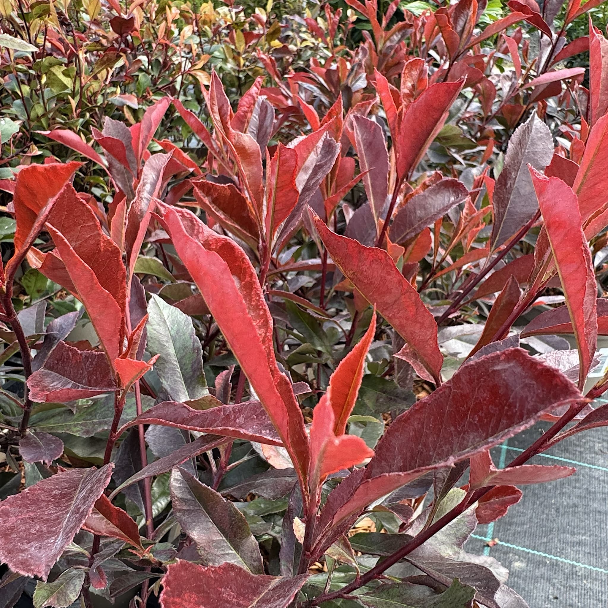 Photinia 'Blackberry Gem'