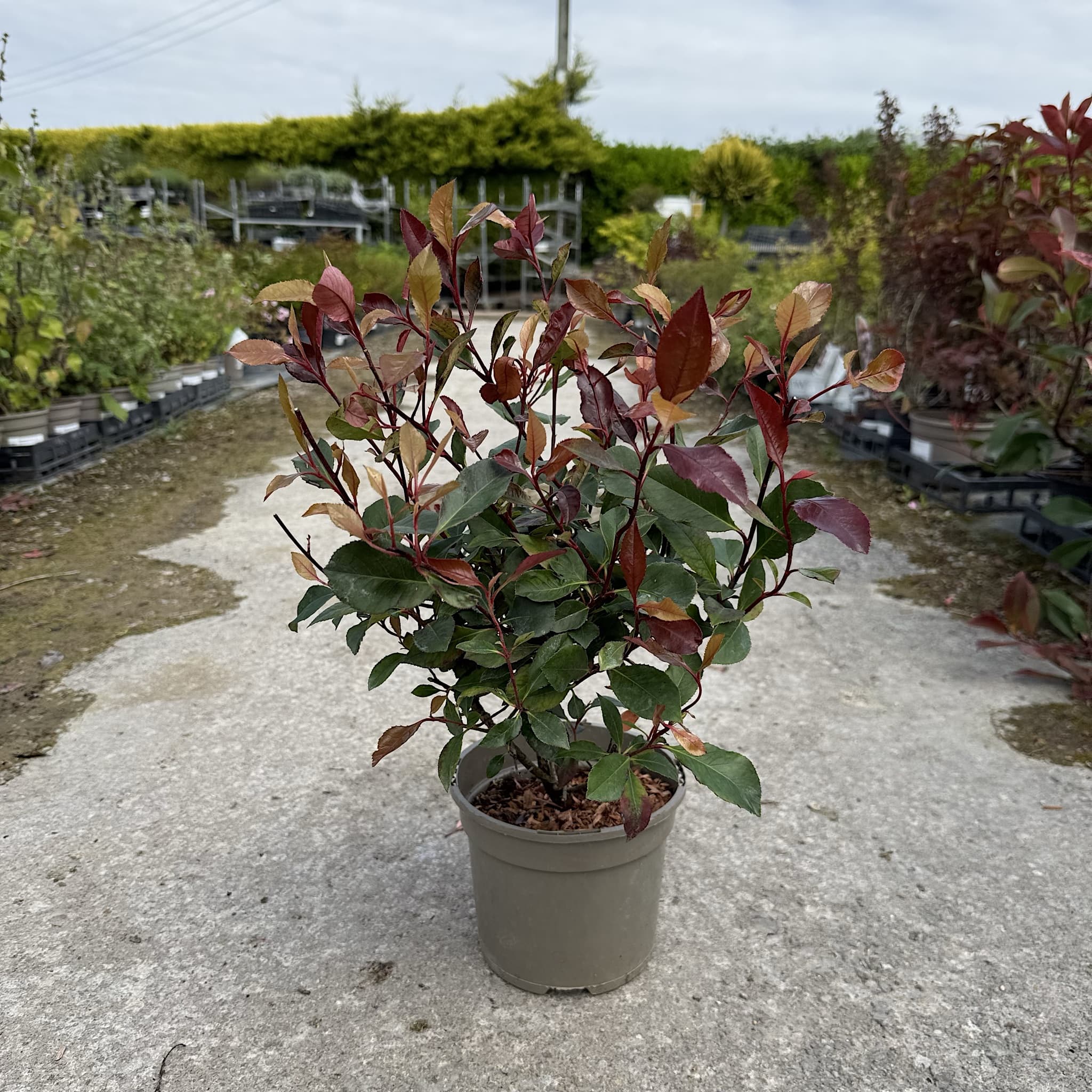 Photinia 'Little Red Robin'