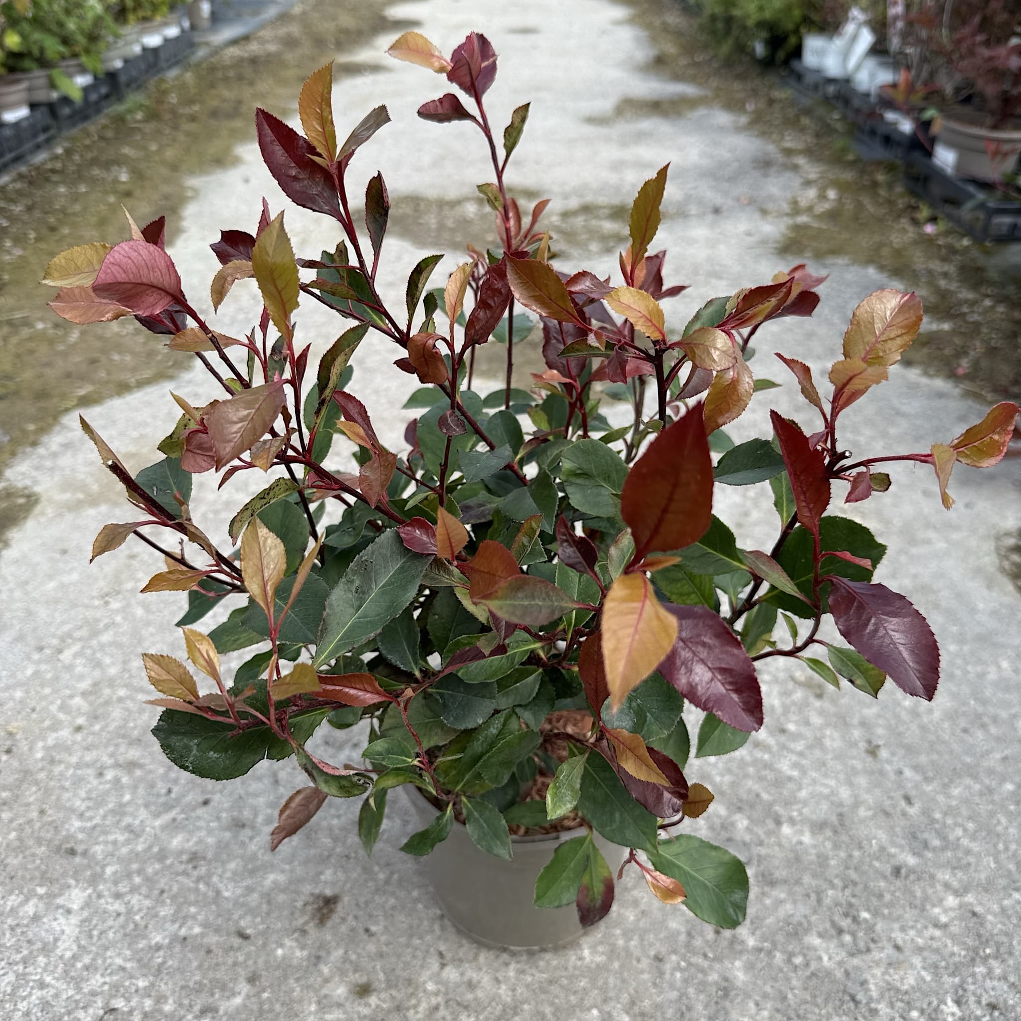 Photinia 'Little Red Robin'