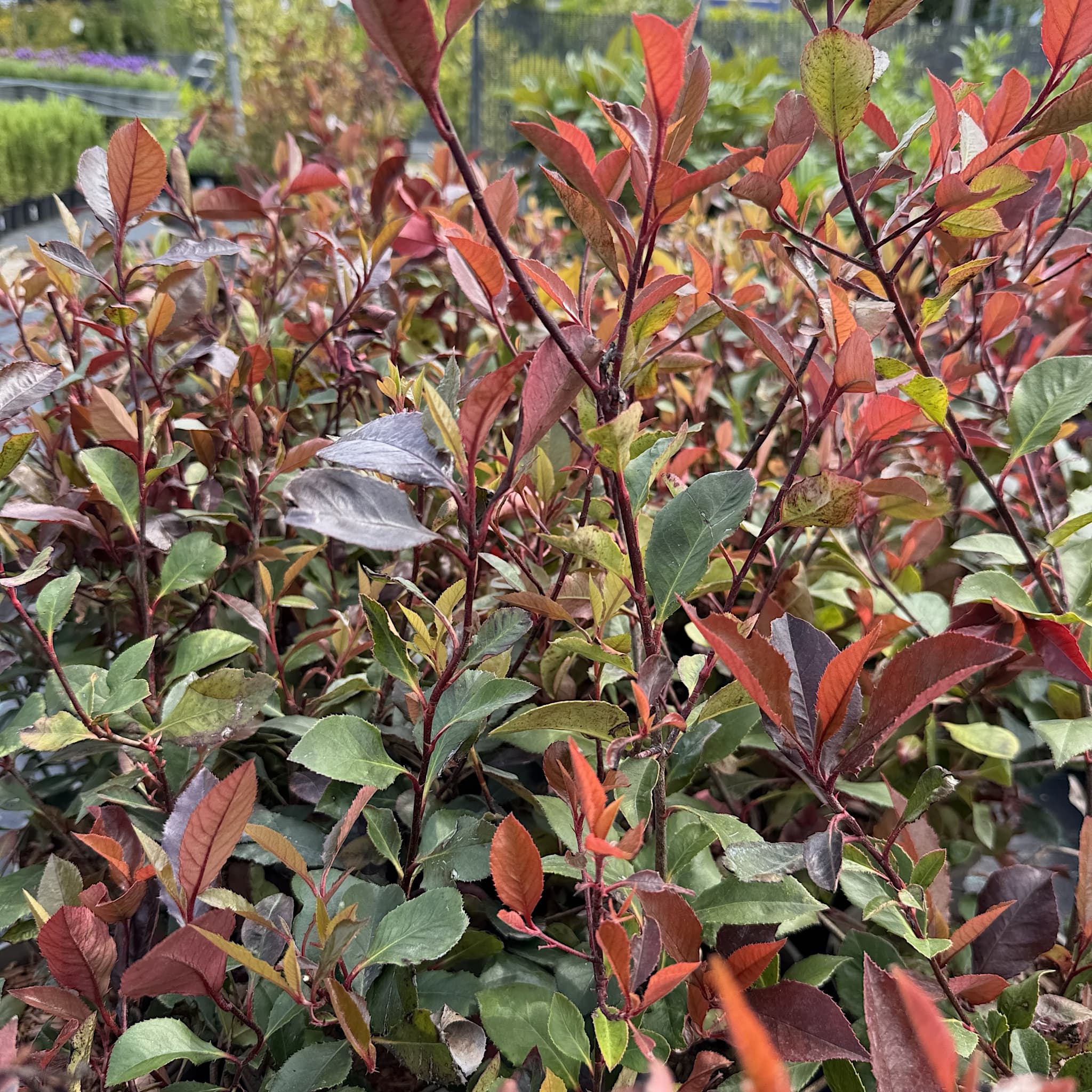 Photinia 'Little Red Robin'