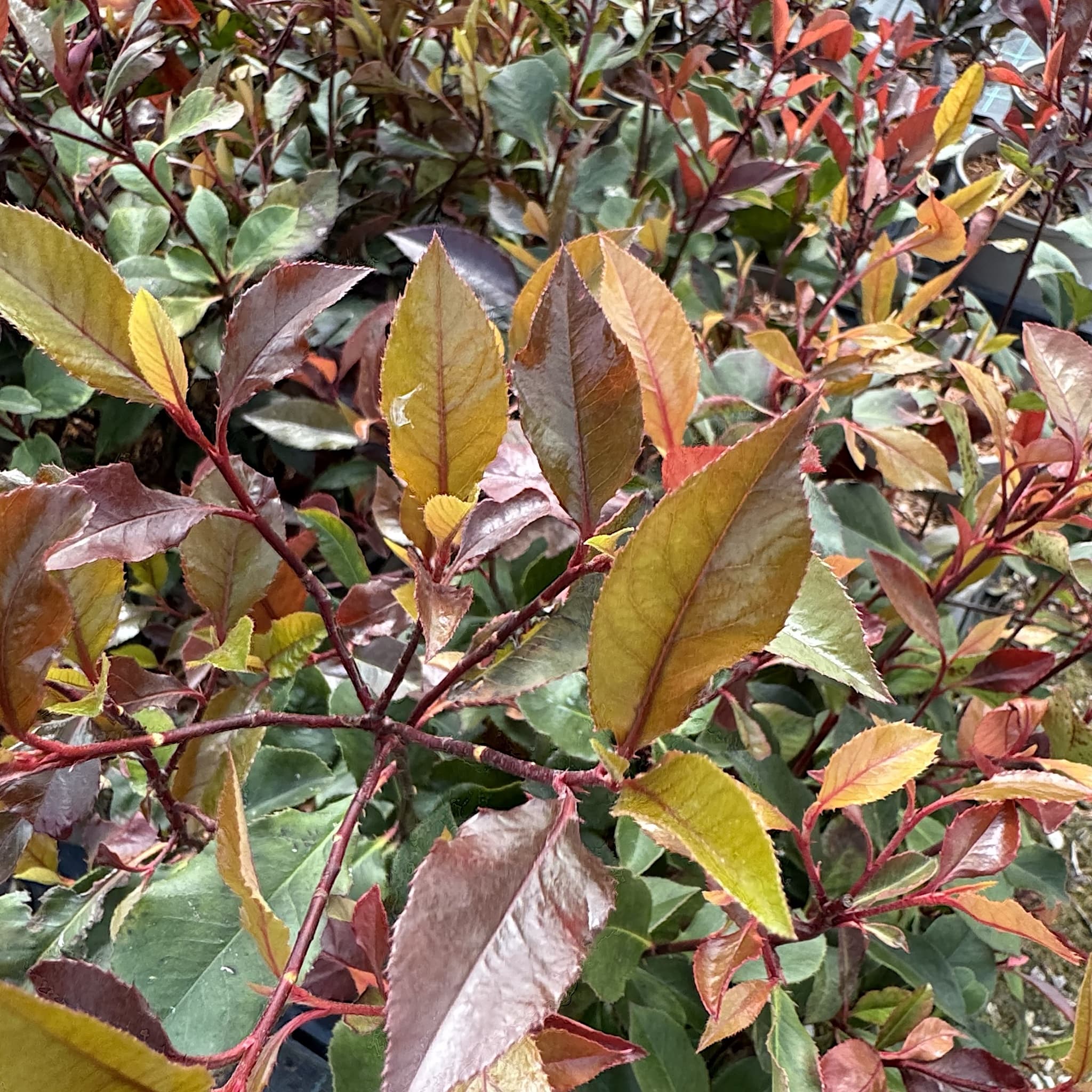 Photinia 'Little Red Robin'