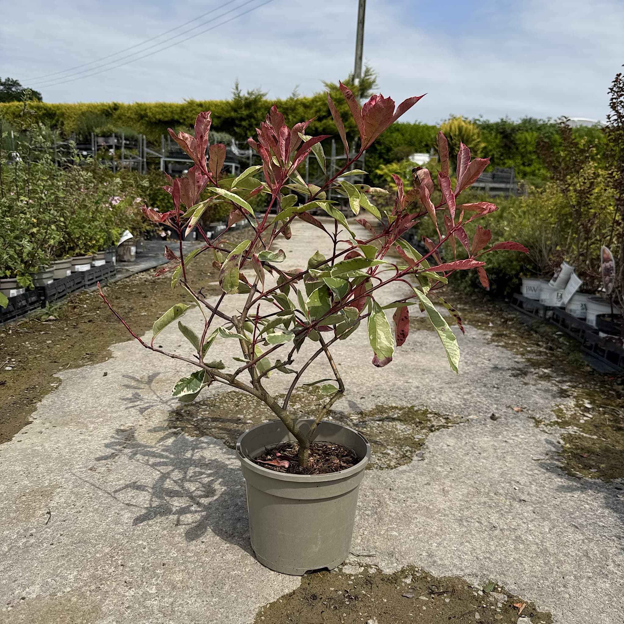 Photinia fraseri 'Pink Marble’