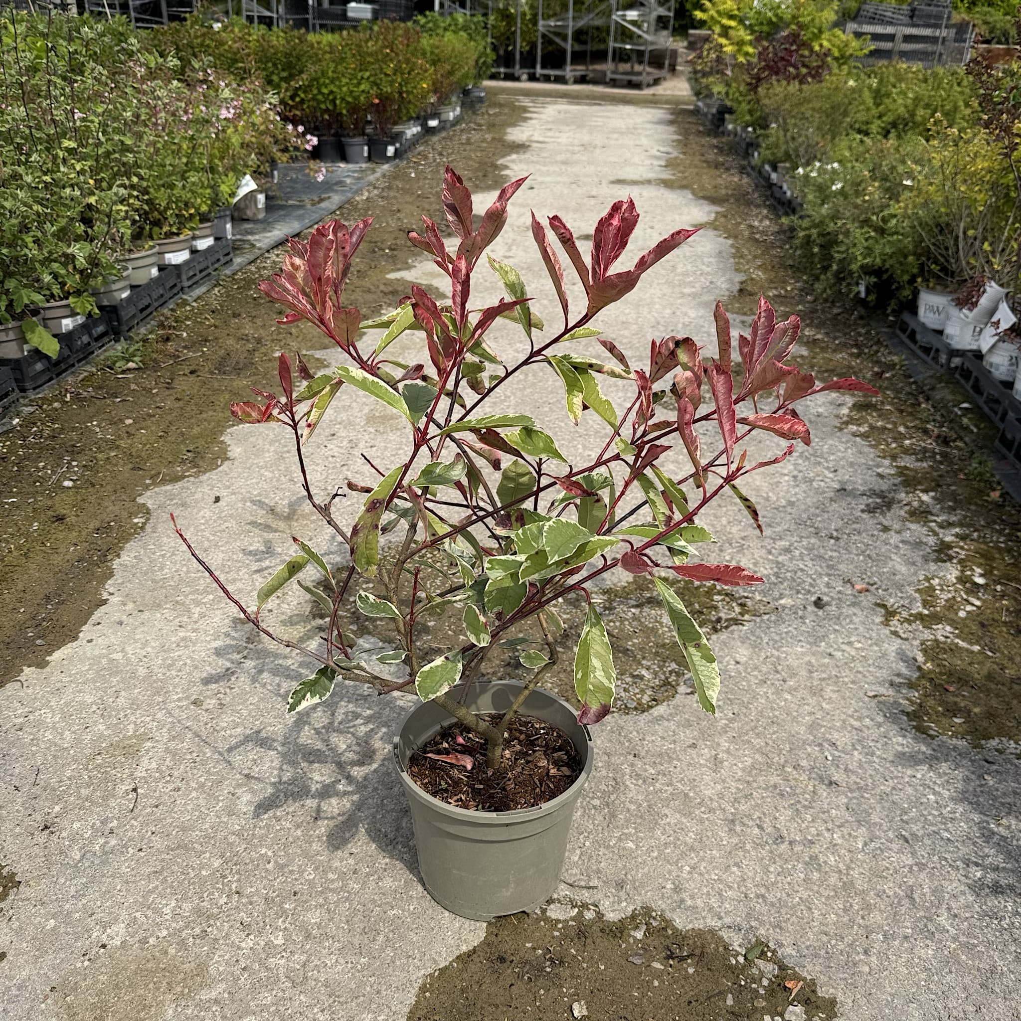 Photinia fraseri 'Pink Marble’
