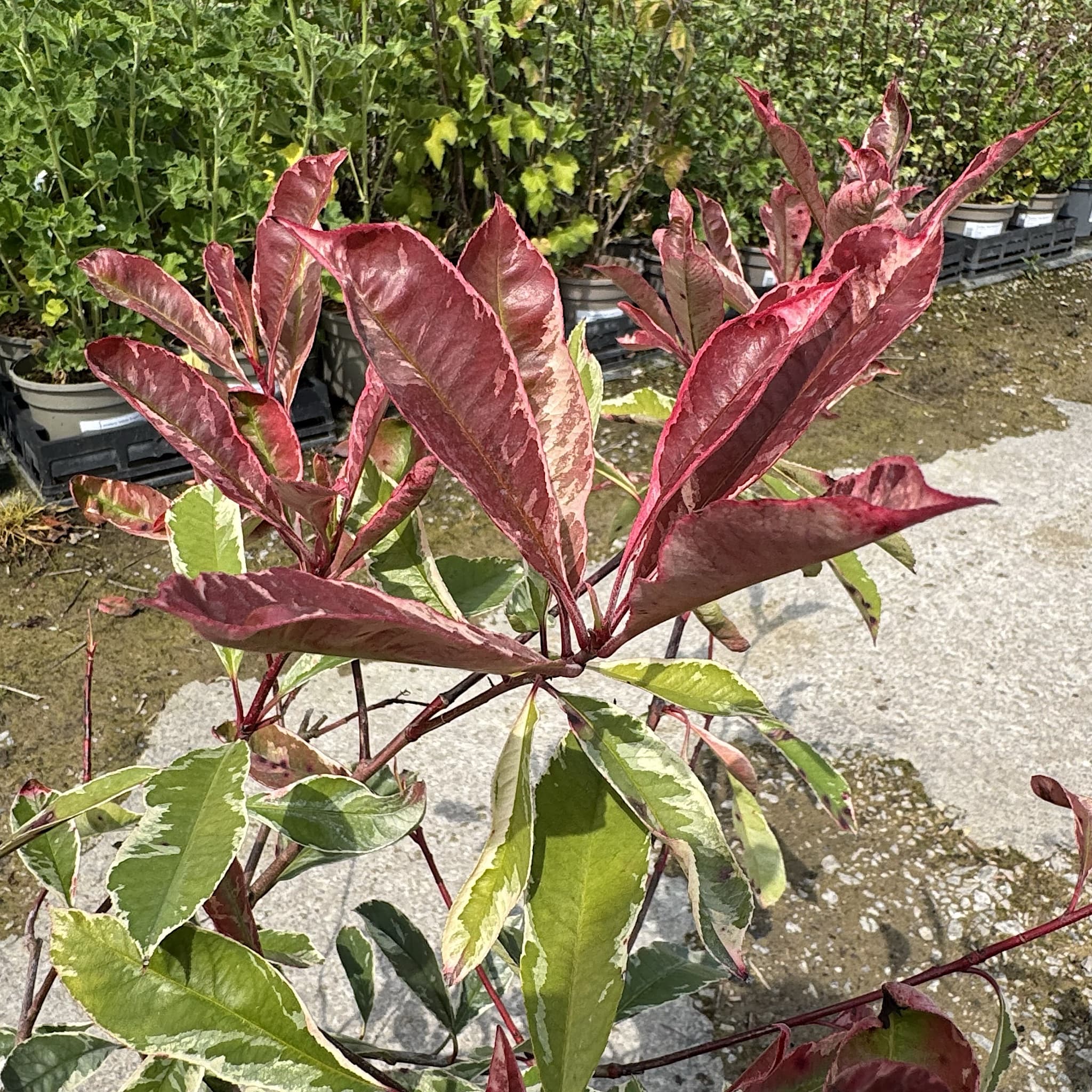 Photinia fraseri 'Pink Marble’