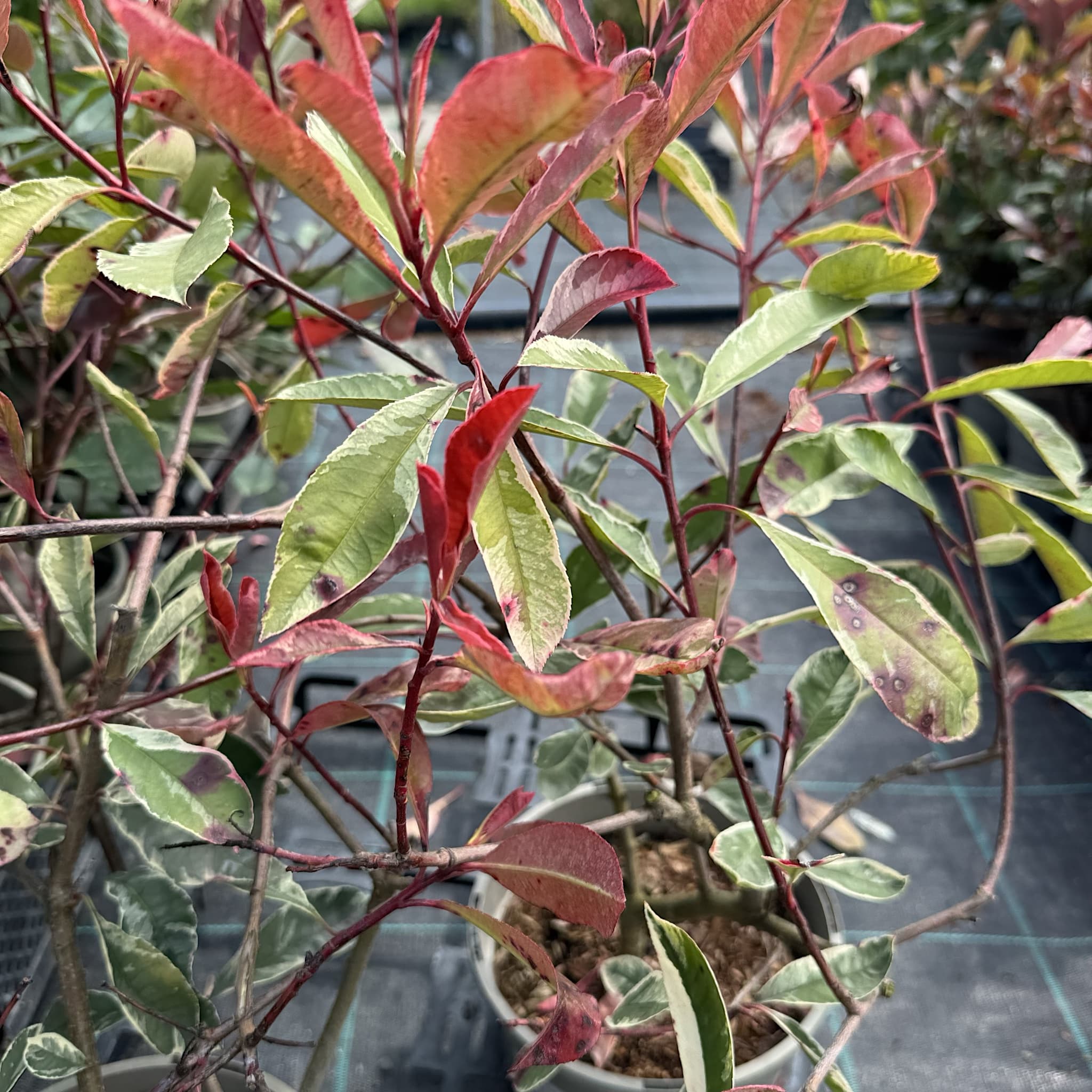 Photinia fraseri 'Pink Marble’