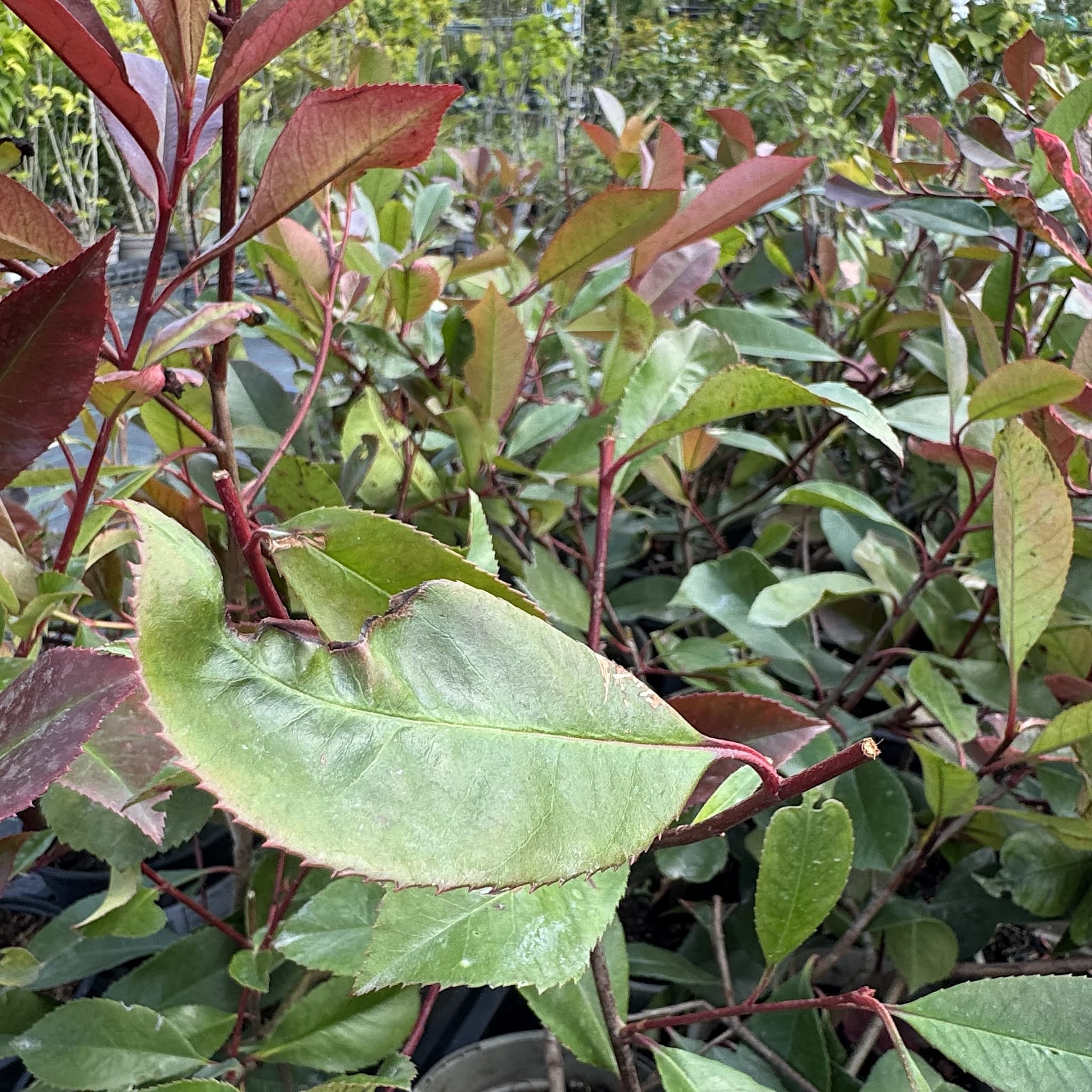 Photinia 'Red Robin'