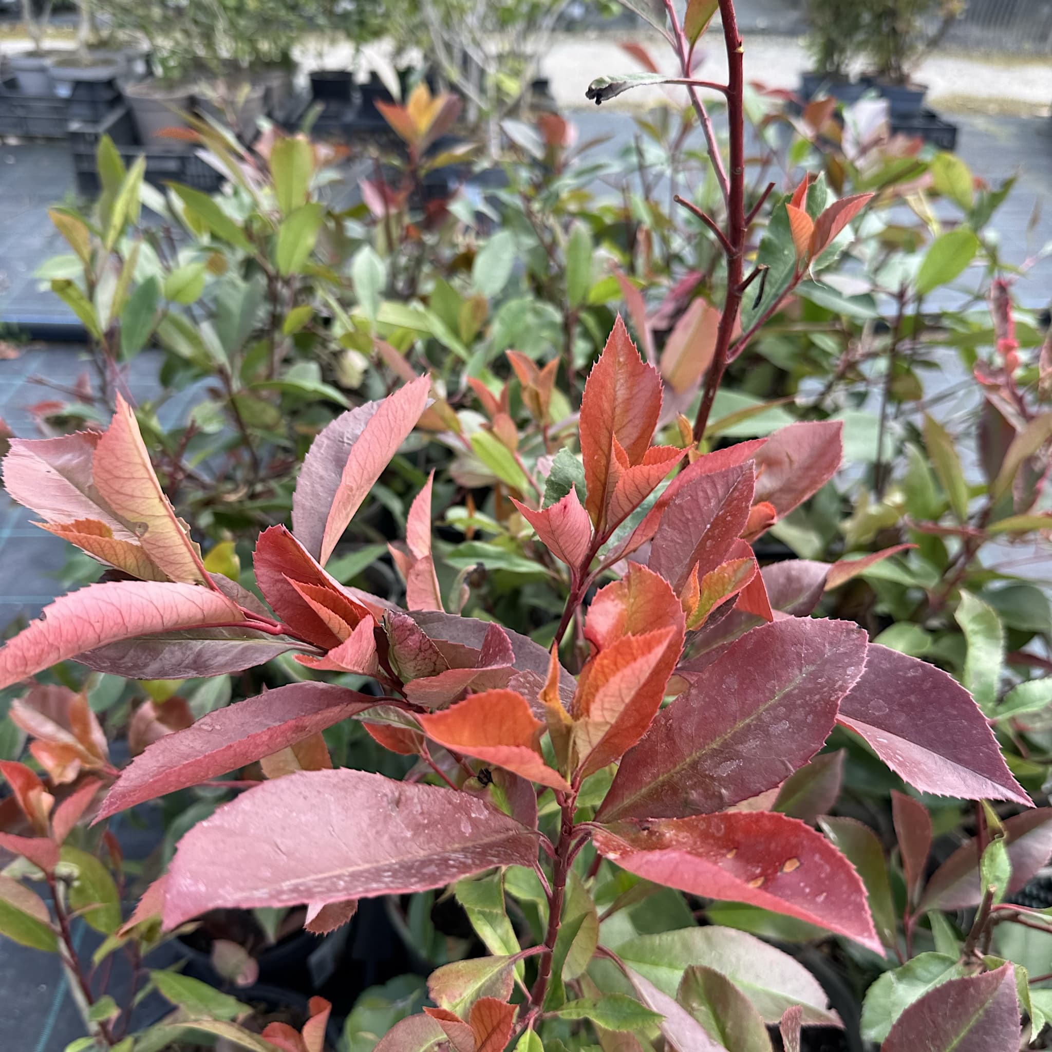 Photinia 'Red Robin'