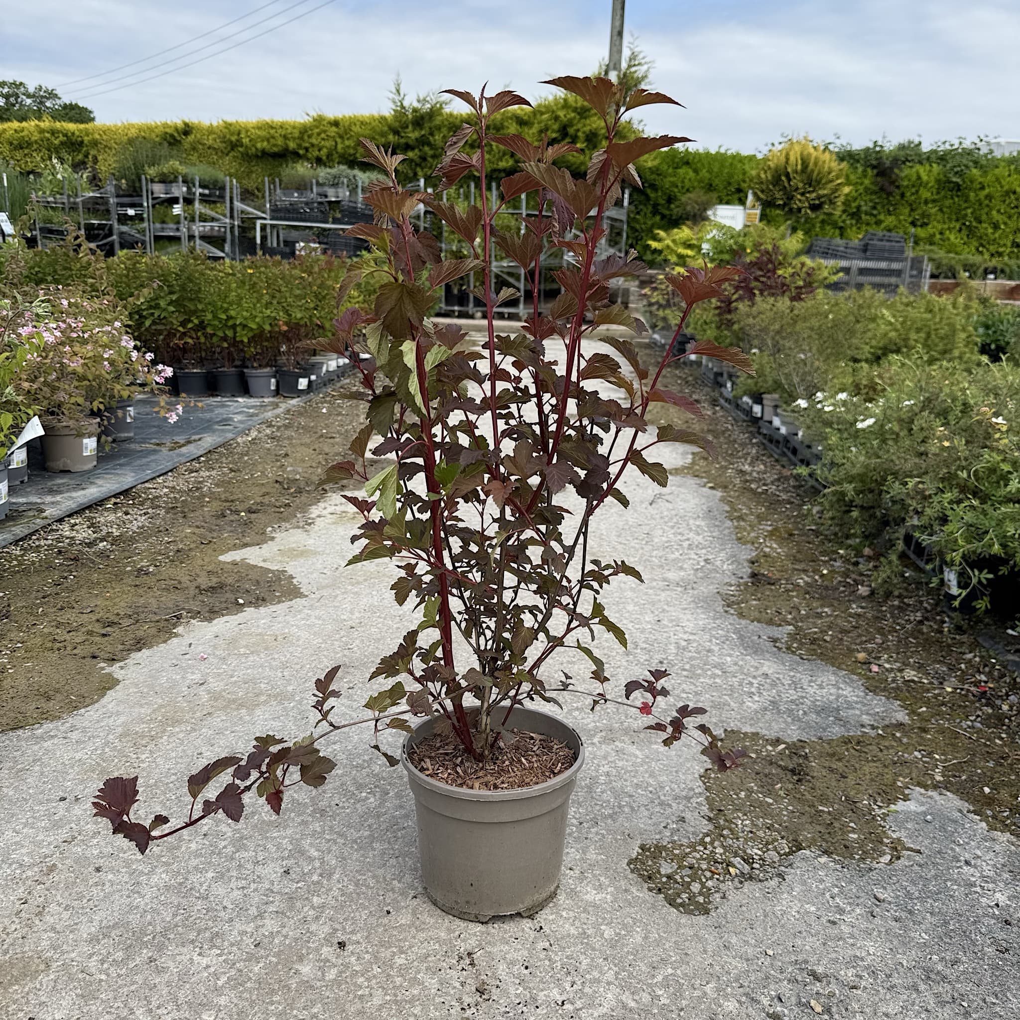 Physocarpus 'Diable D'or'