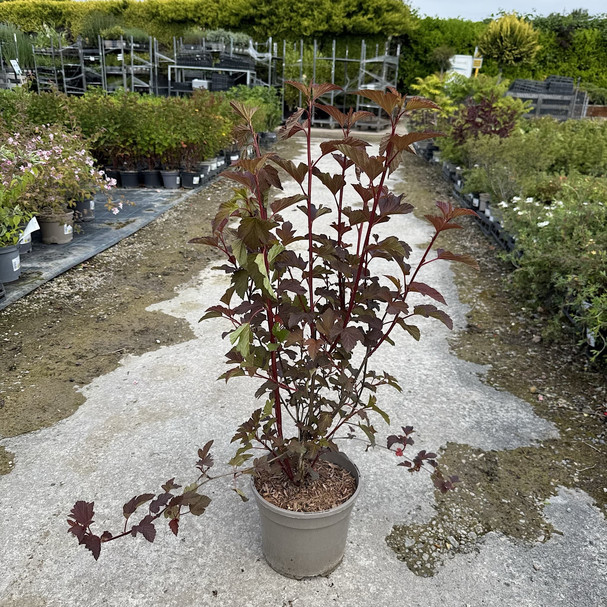Physocarpus 'Diable D'or'