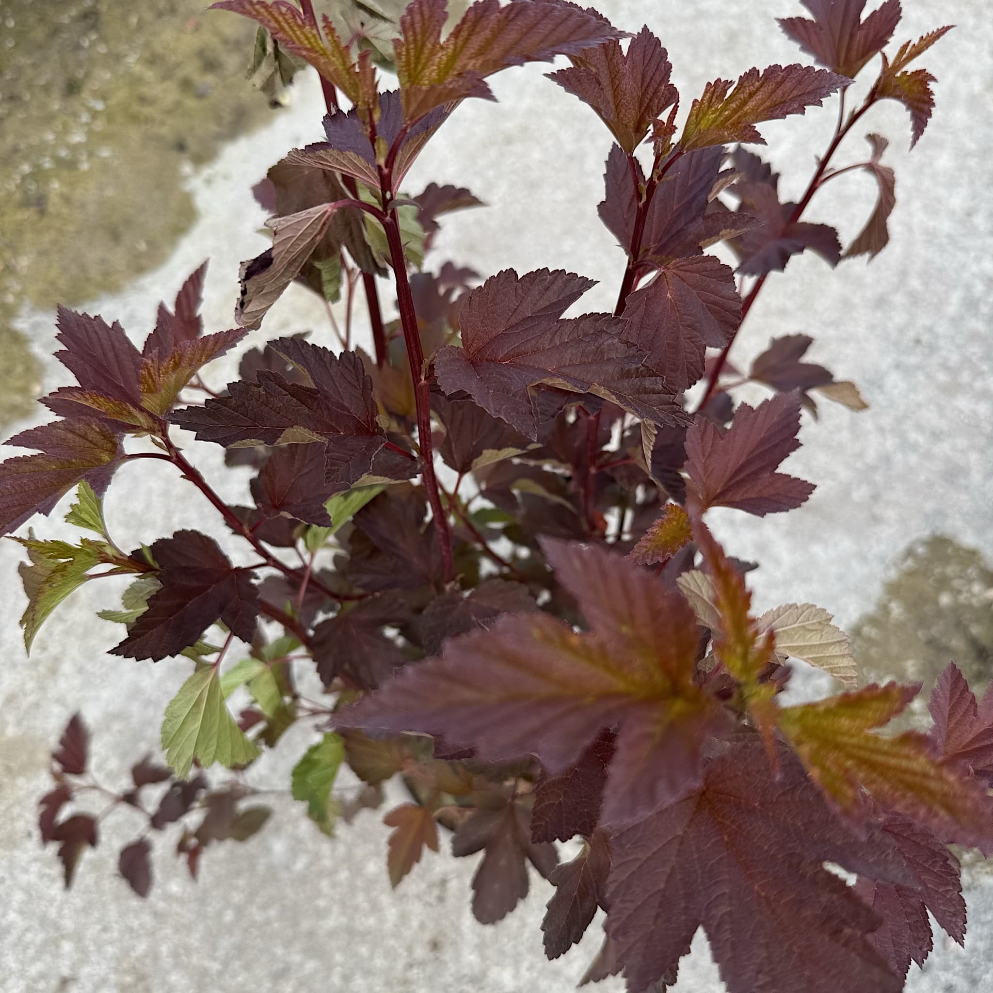 Physocarpus 'Diable D'or'
