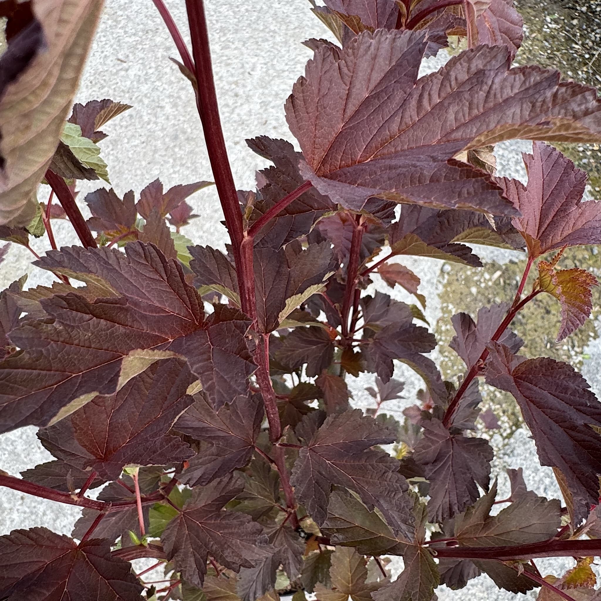 Physocarpus 'Diable D'or'