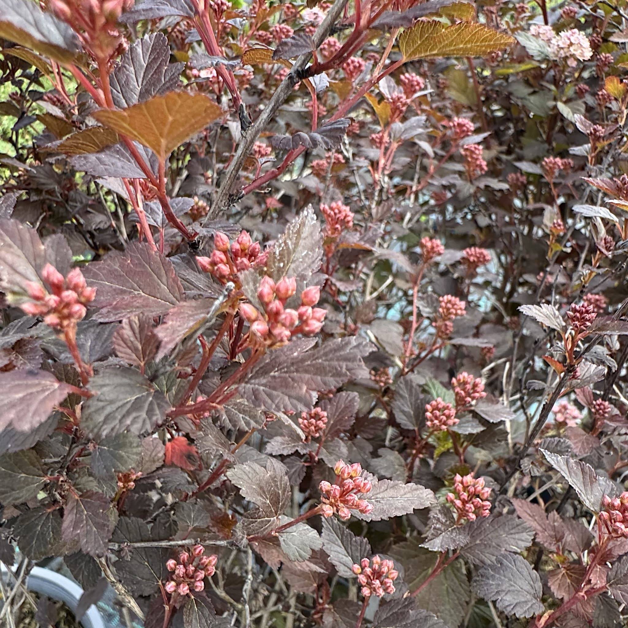 Physocarpus opulifolius 'Little Joker'