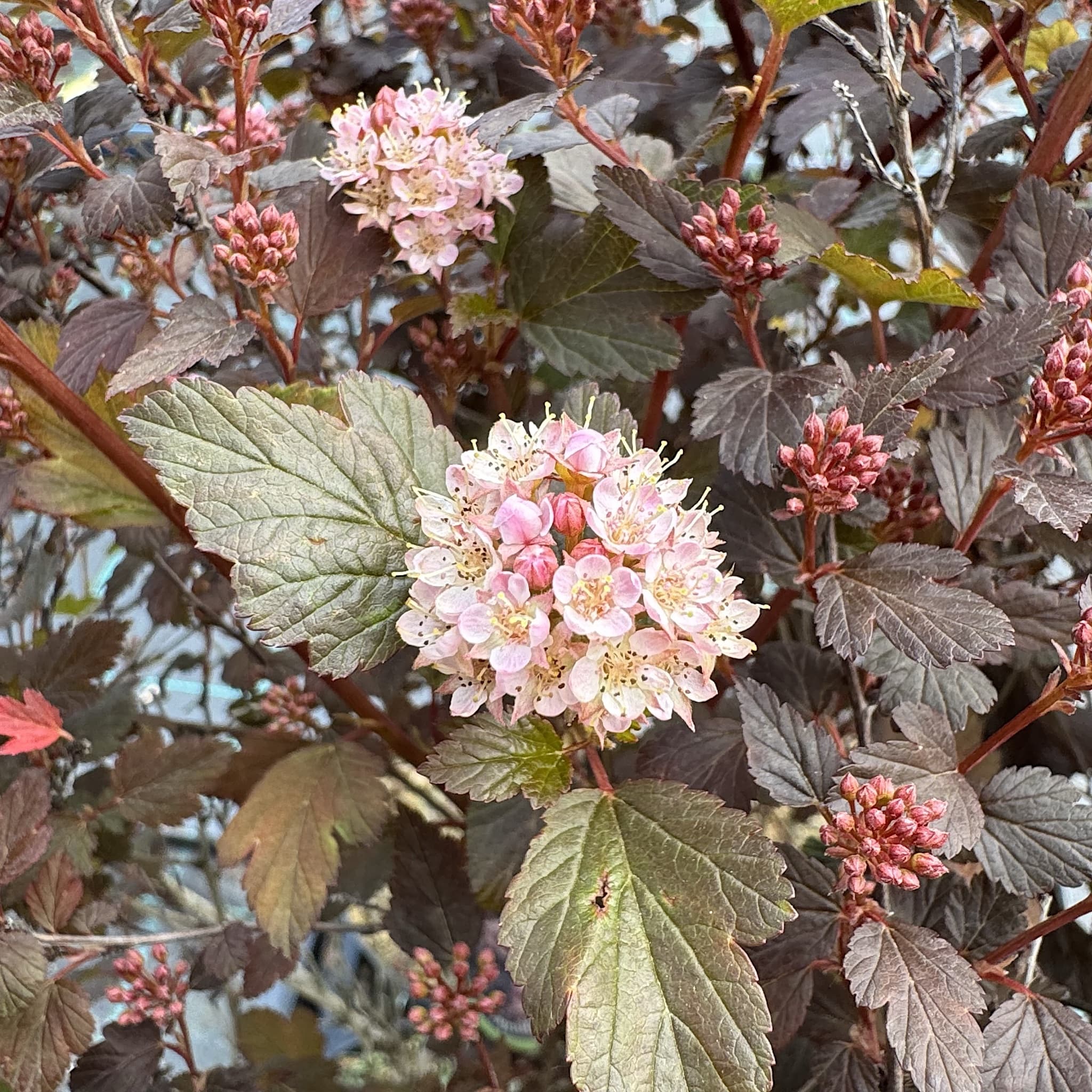 Physocarpus opulifolius 'Little Joker'