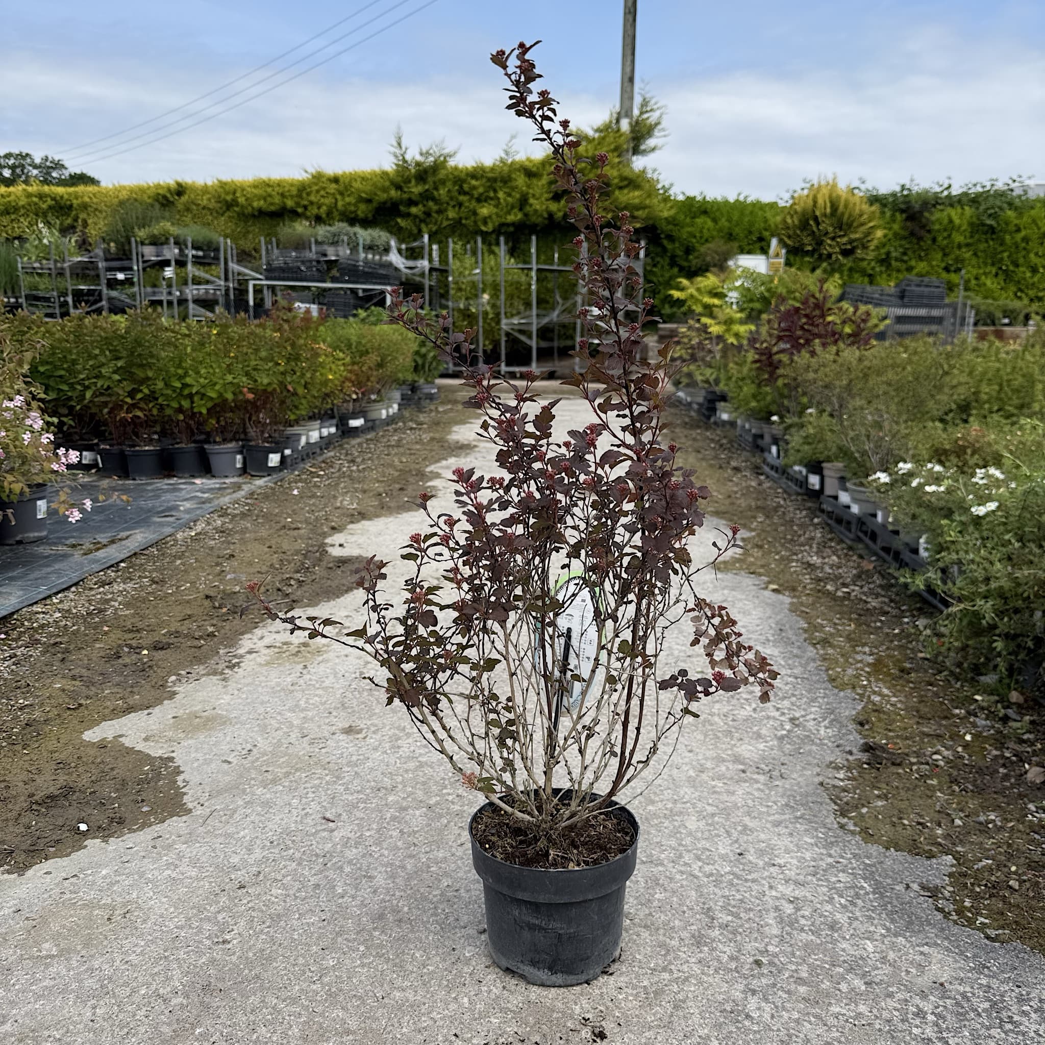 Physocarpus opulifolius 'Little Joker'