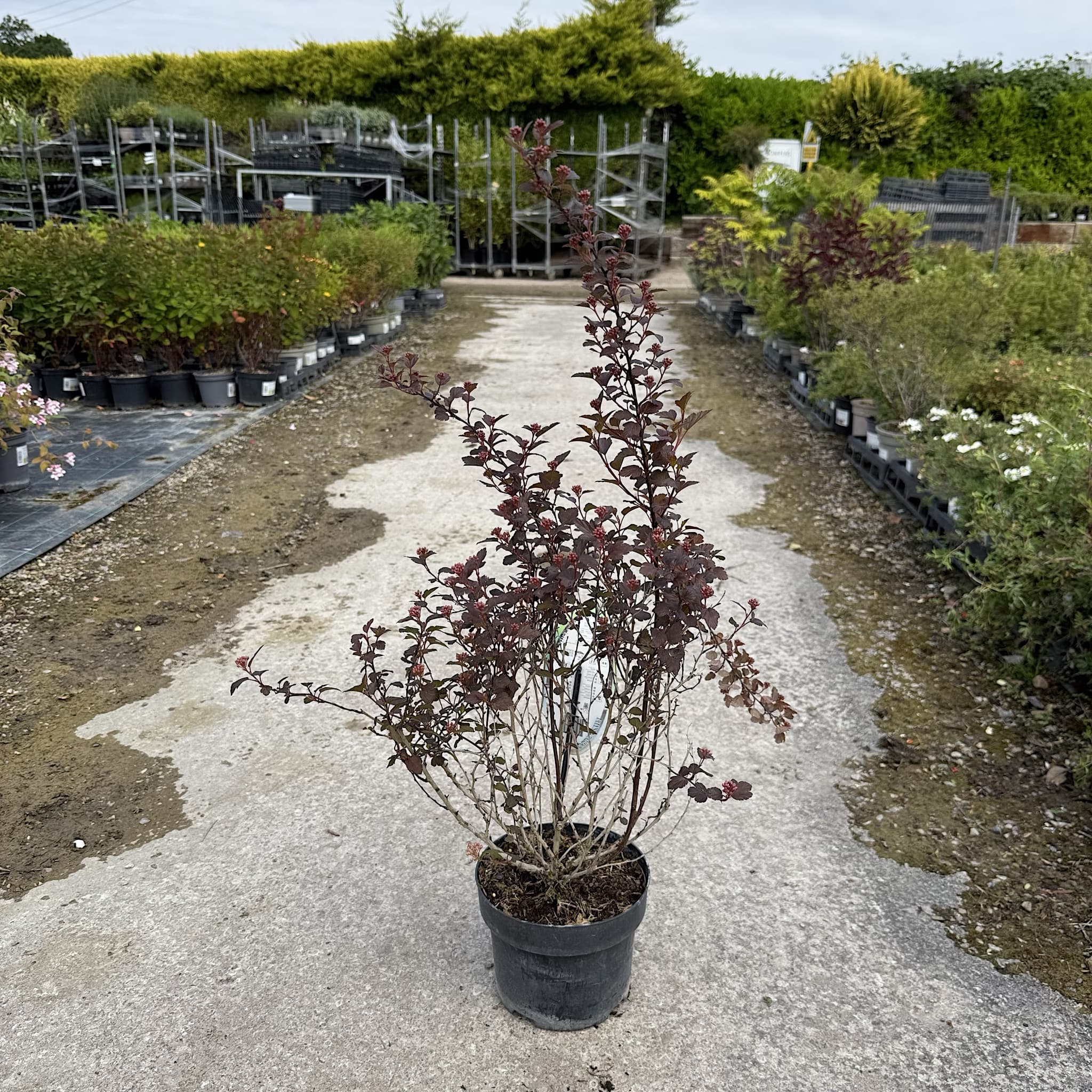 Physocarpus opulifolius 'Little Joker'