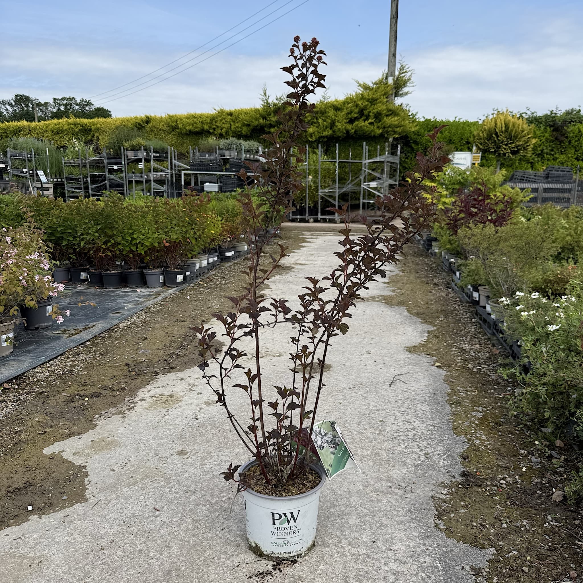 Physocarpus 'Tiny Wine'