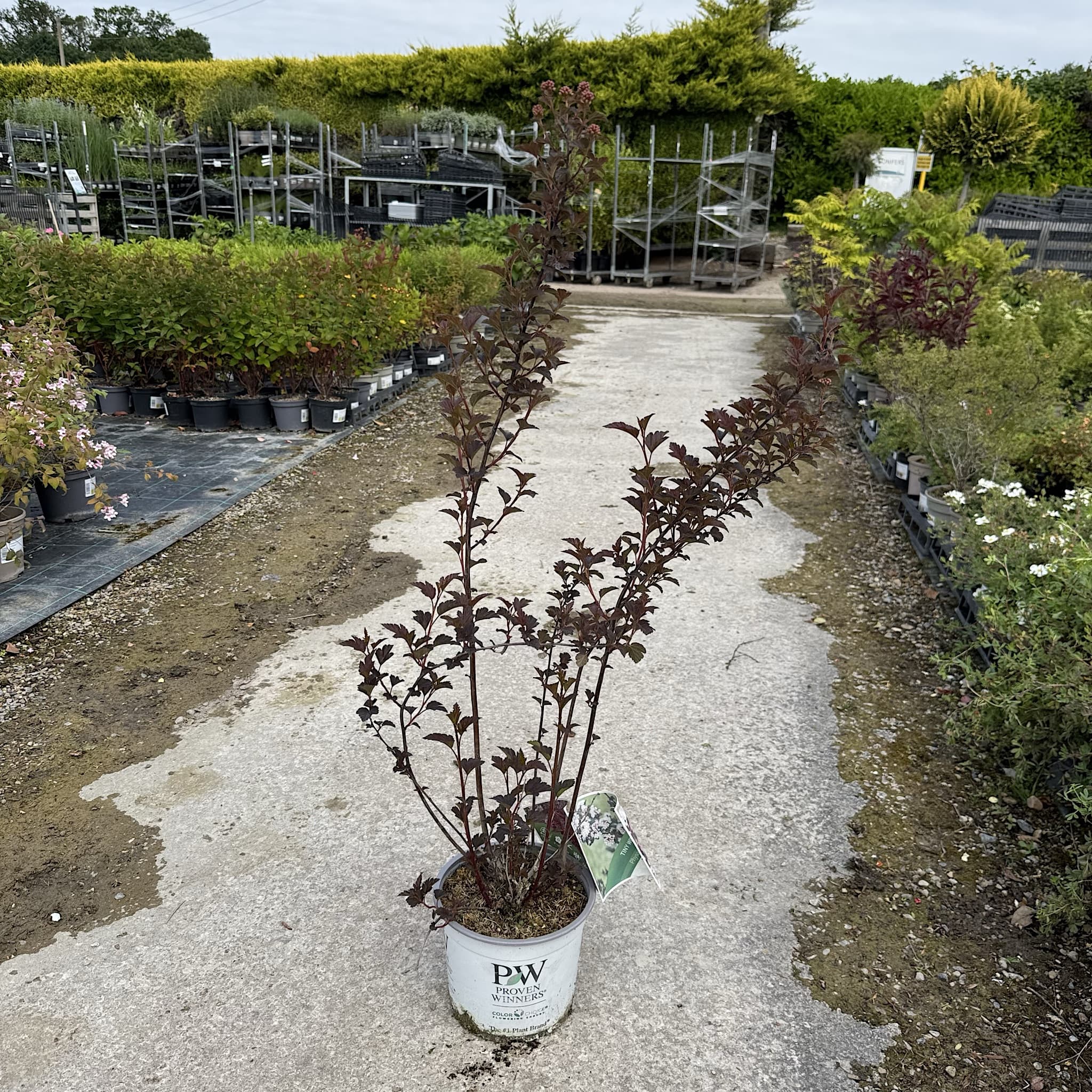 Physocarpus 'Tiny Wine'