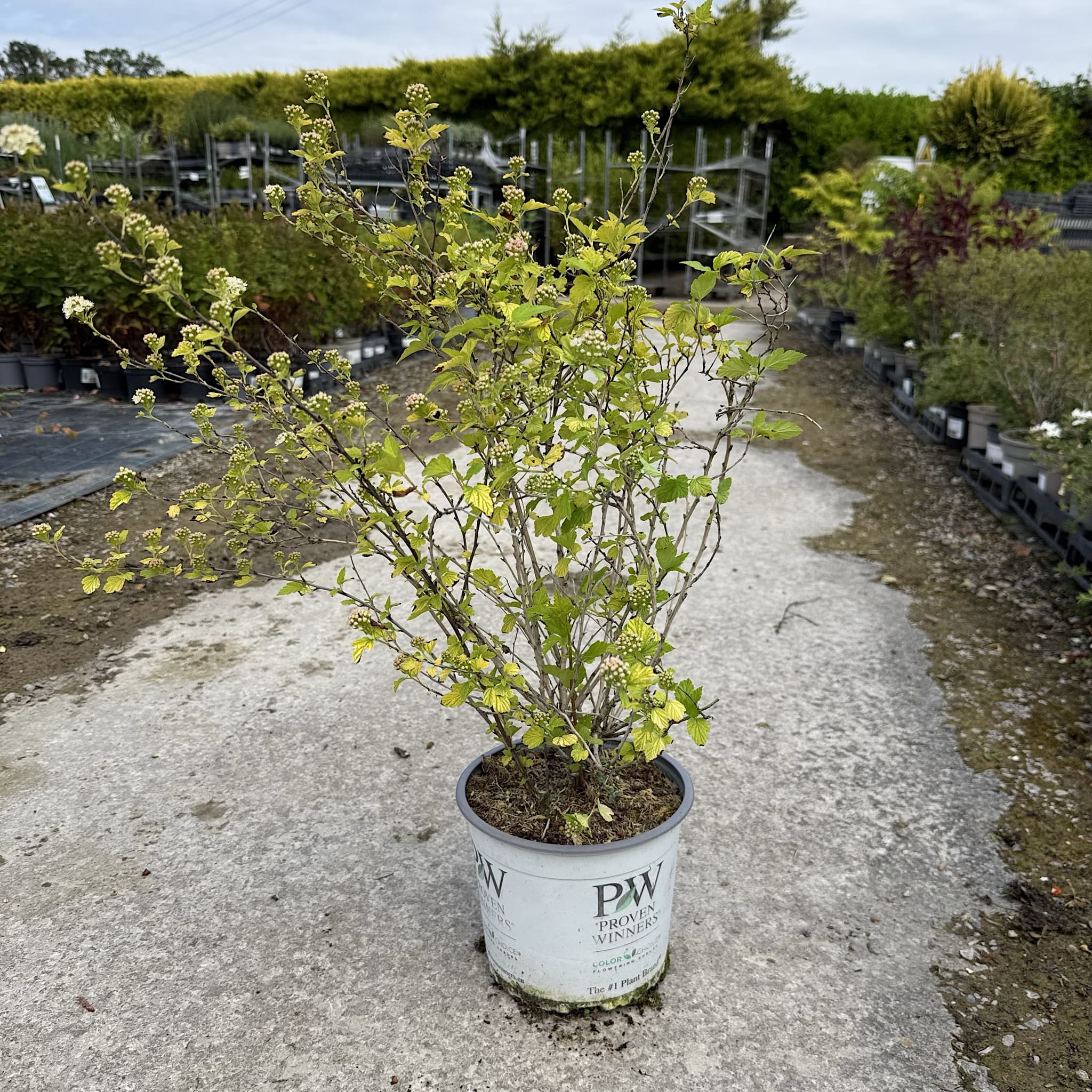Physocarpus 'Tiny Wine Gold'