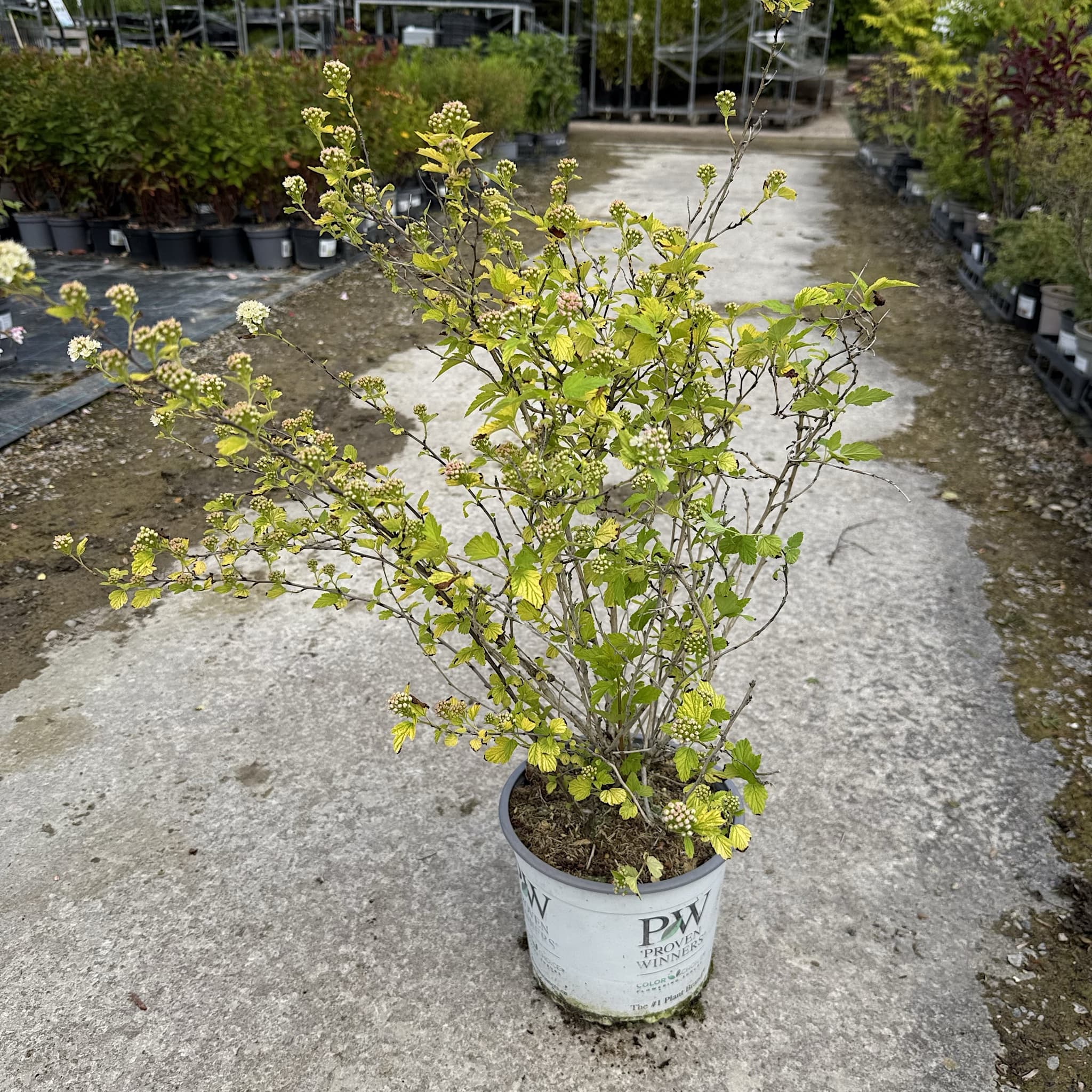Physocarpus 'Tiny Wine Gold'