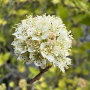 Physocarpus 'Tiny Wine Gold'