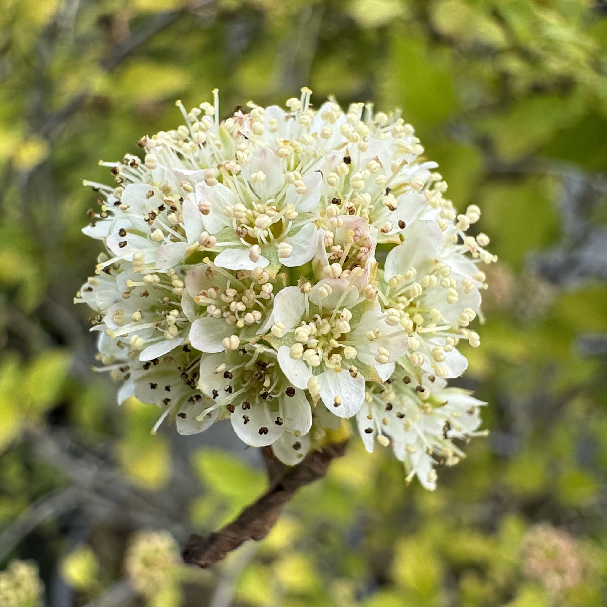 Physocarpus 'Tiny Wine Gold'